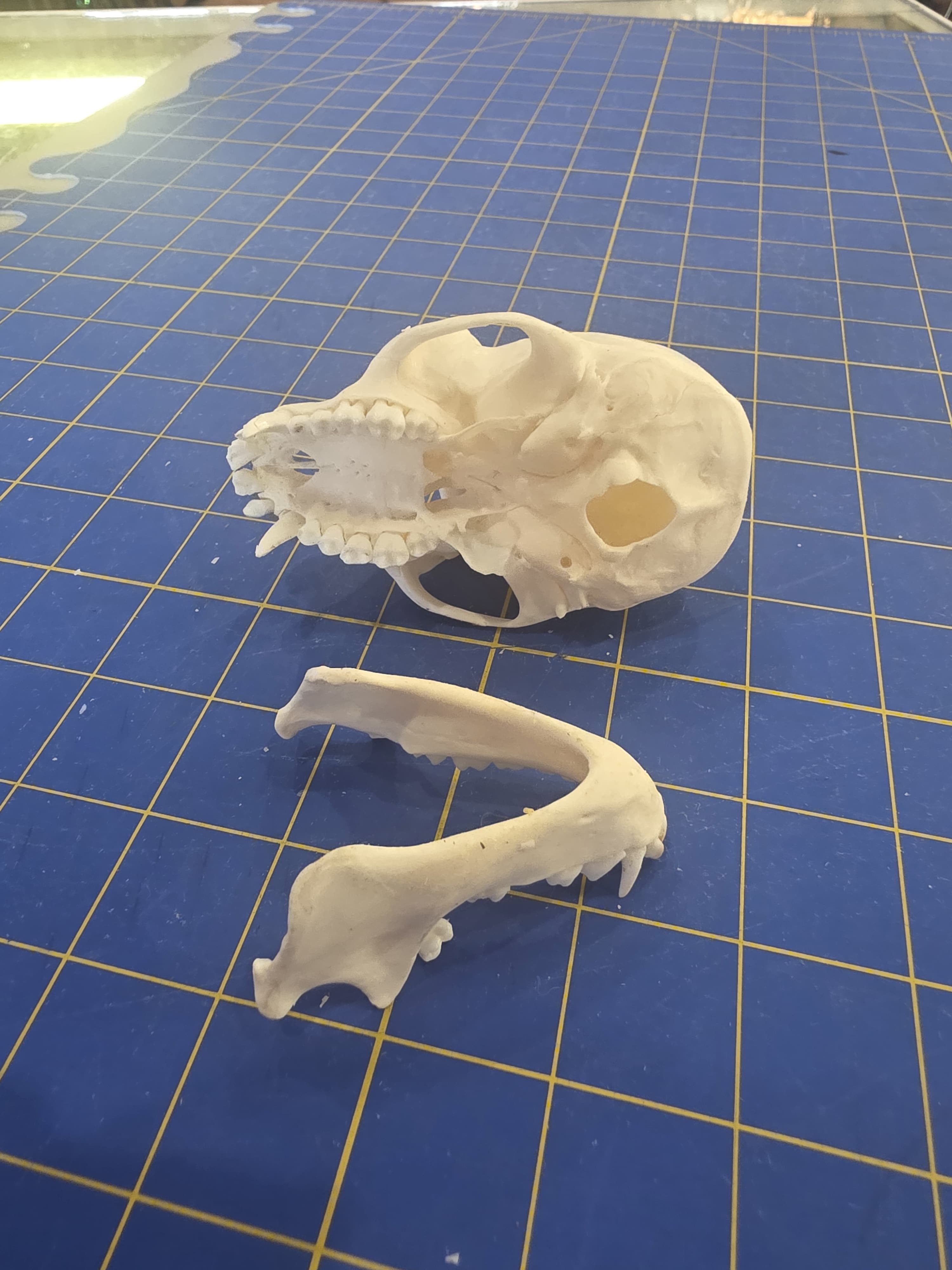 Fhmk13 - Crested Monkey Skull – Authentic Primate Skull Display