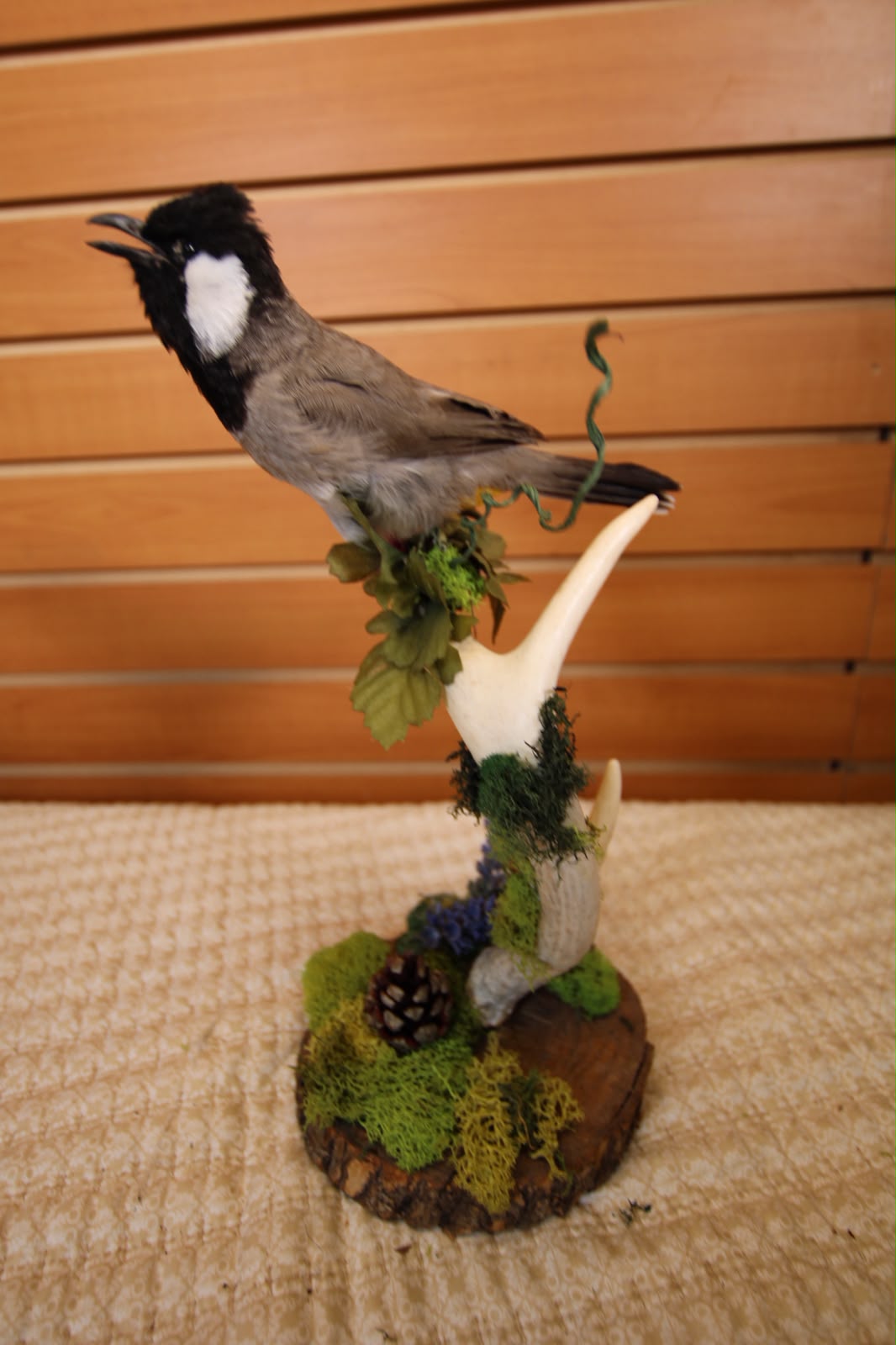 JTVB03 - Exquisite Taxidermy White-Eared Wagtail
