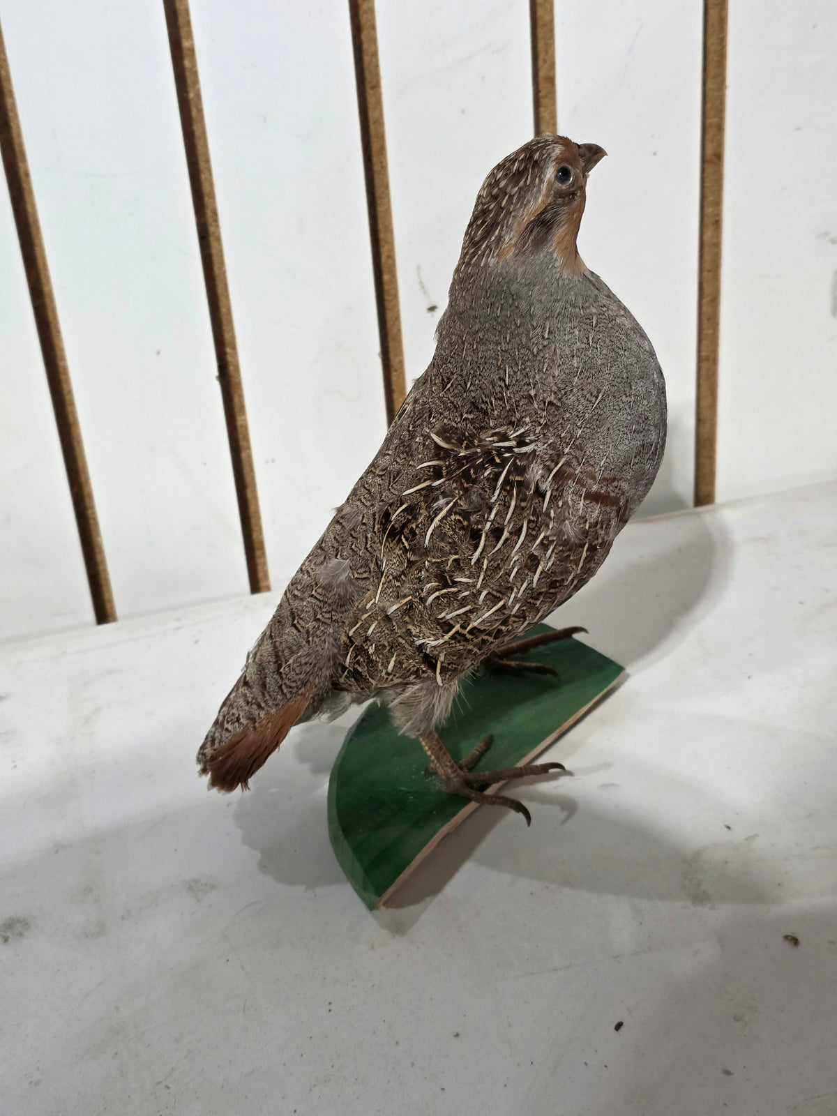 Comb127 - Grey Hungarian Partridge Taxidermy Mount