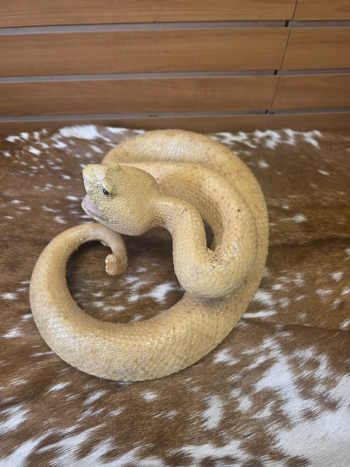Fhsp100 - Golden Reticulated Python — Premium Taxidermy
