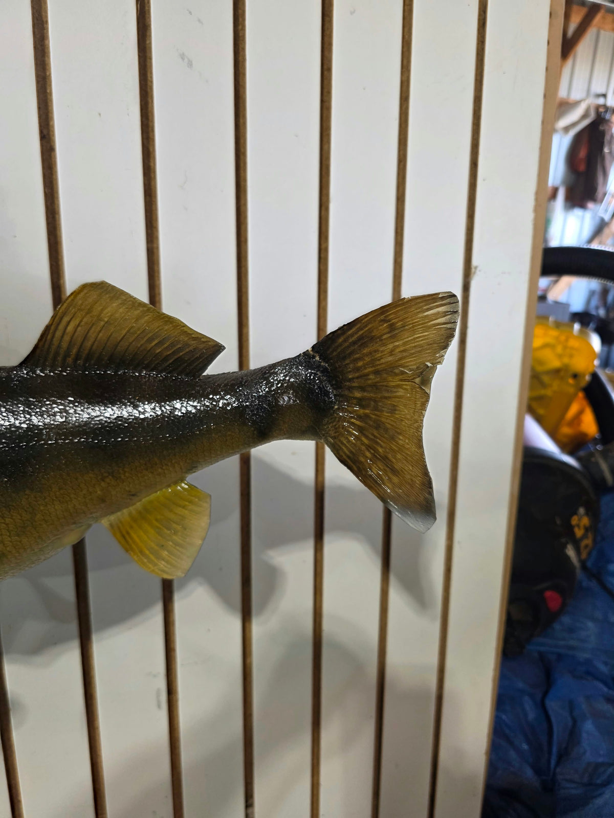 Comb115 - Trophy-Class 26" Walleye Fish Taxidermy Mount