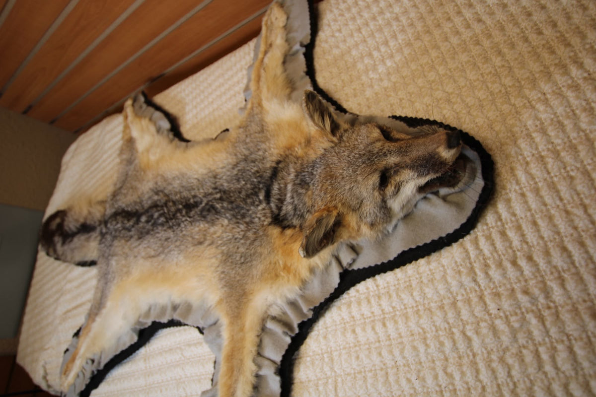 FHSP133 - Full-Pose grey Fox rug taxidermy