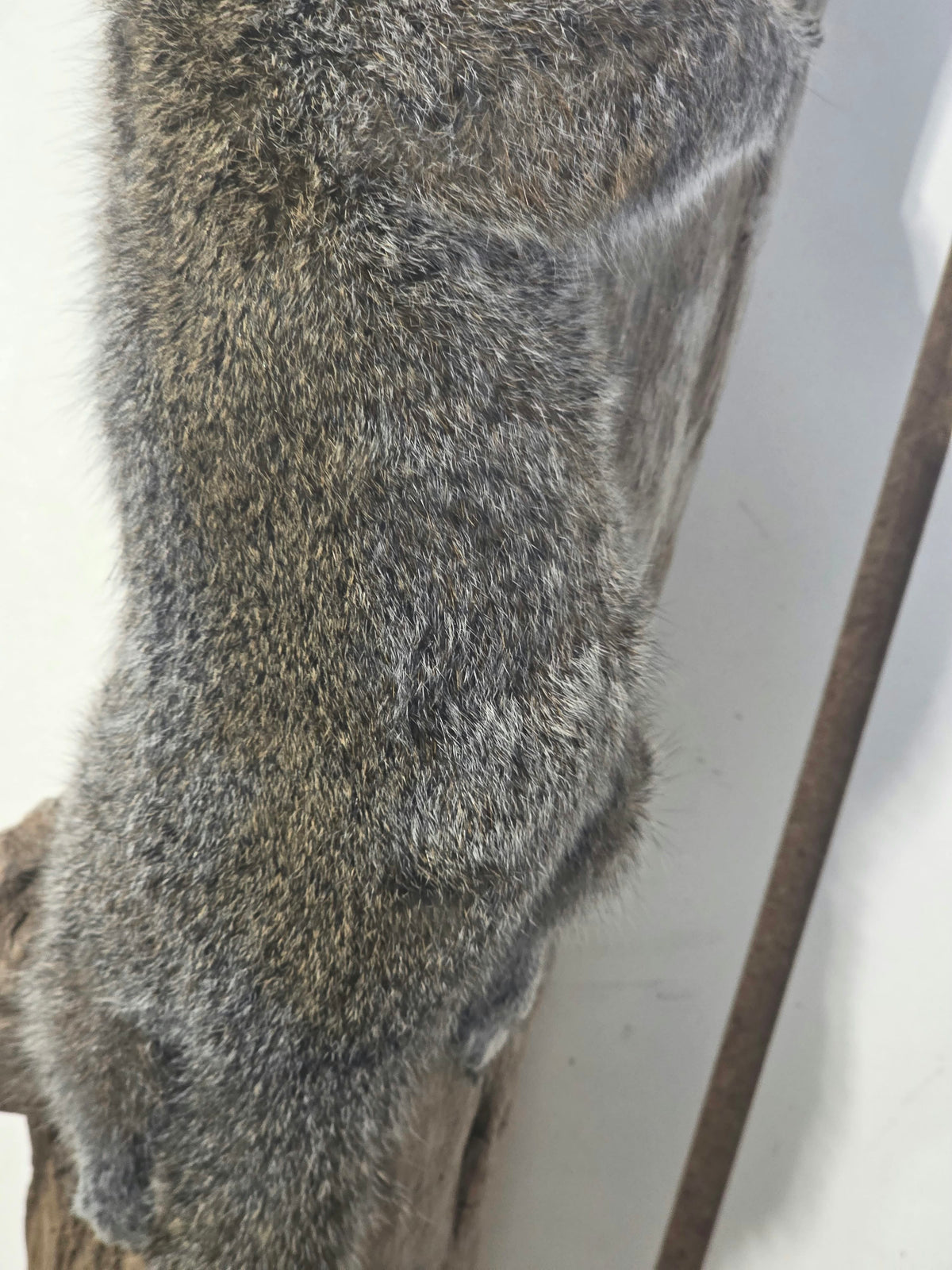 Comb120 - Classic Grey Squirrel Taxidermy Mount