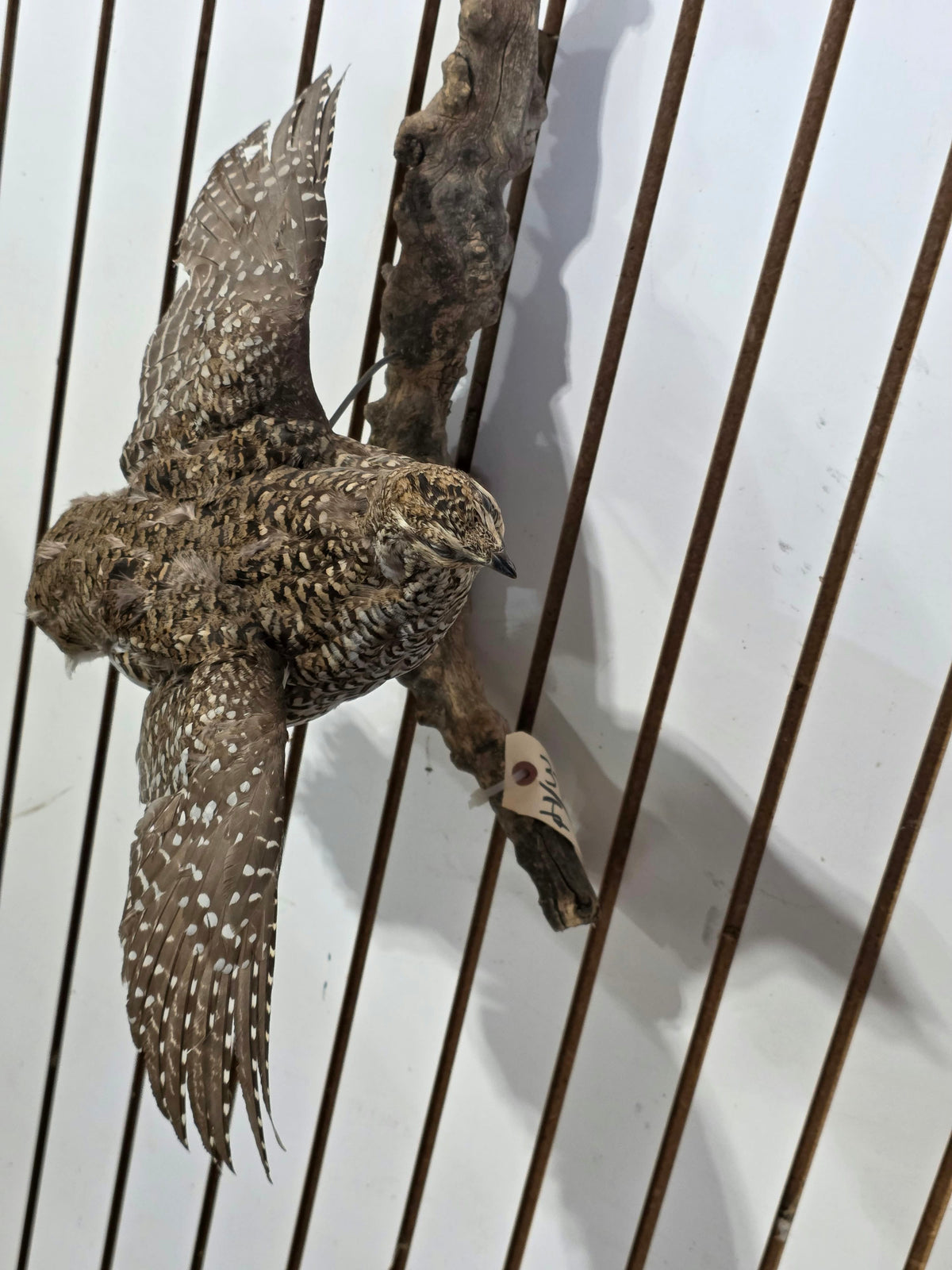 Comb122 - Stunning Sharp-Tailed Grouse Taxidermy Mount