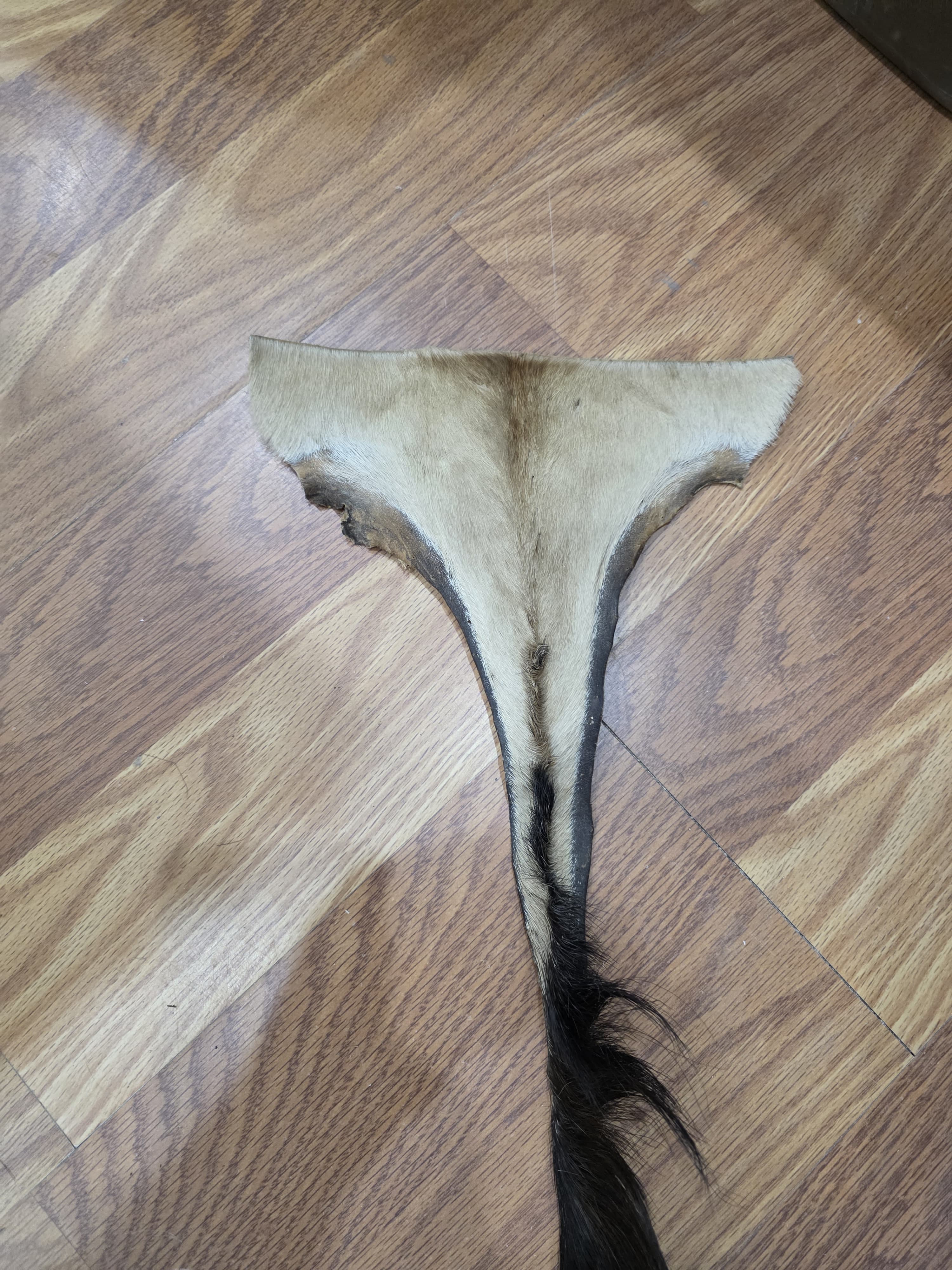 JVTL10 - Lichtenstein's Hartebeest Tail – 26” Rustic Decorative Display