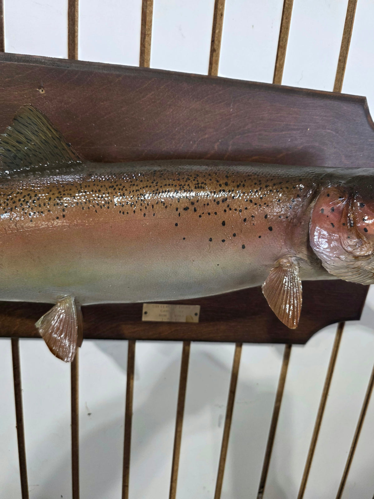 Comb110 - Vintage 1977 Trophy 30" Steelhead Trout Taxidermy Mount