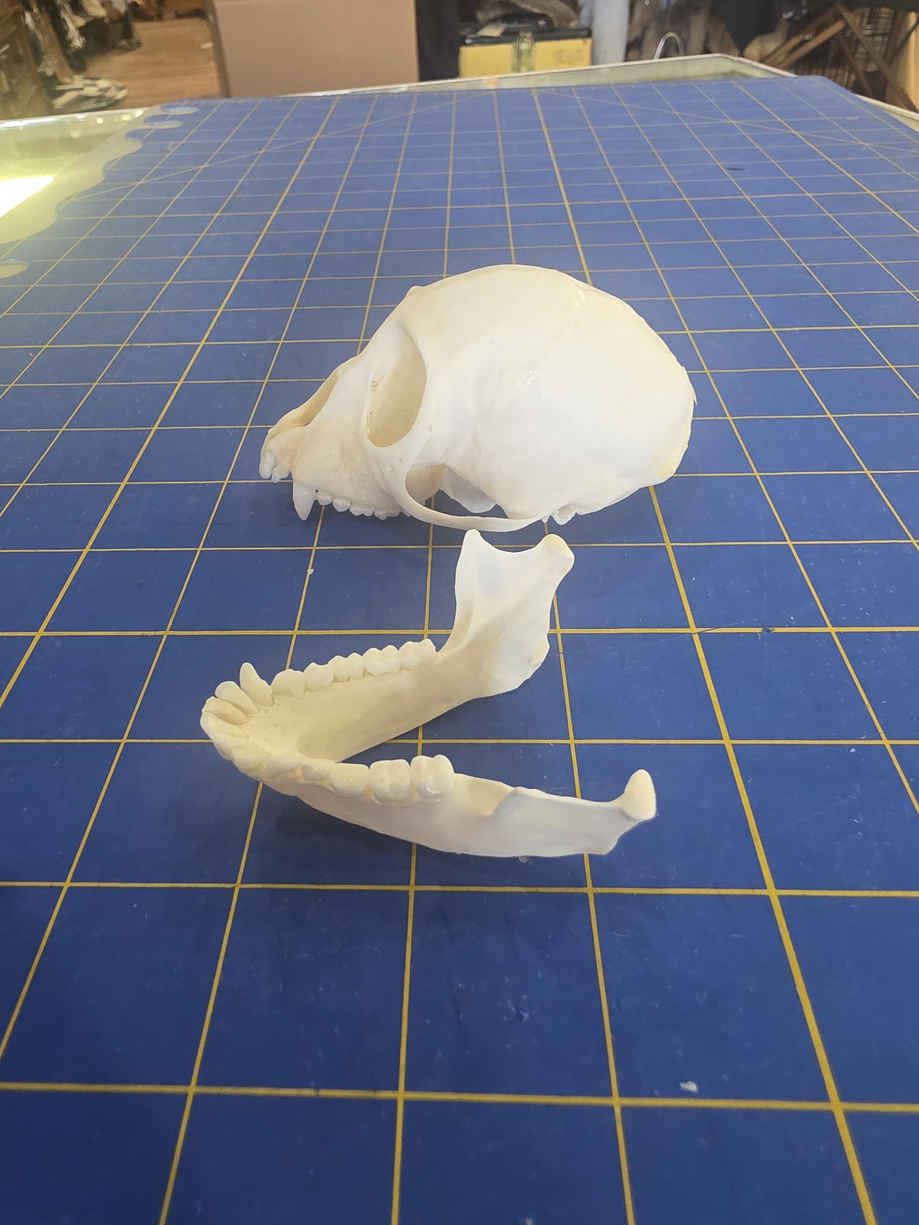 Fhmk11 - Crowned Monkey Skull – Authentic Primate Skull Display