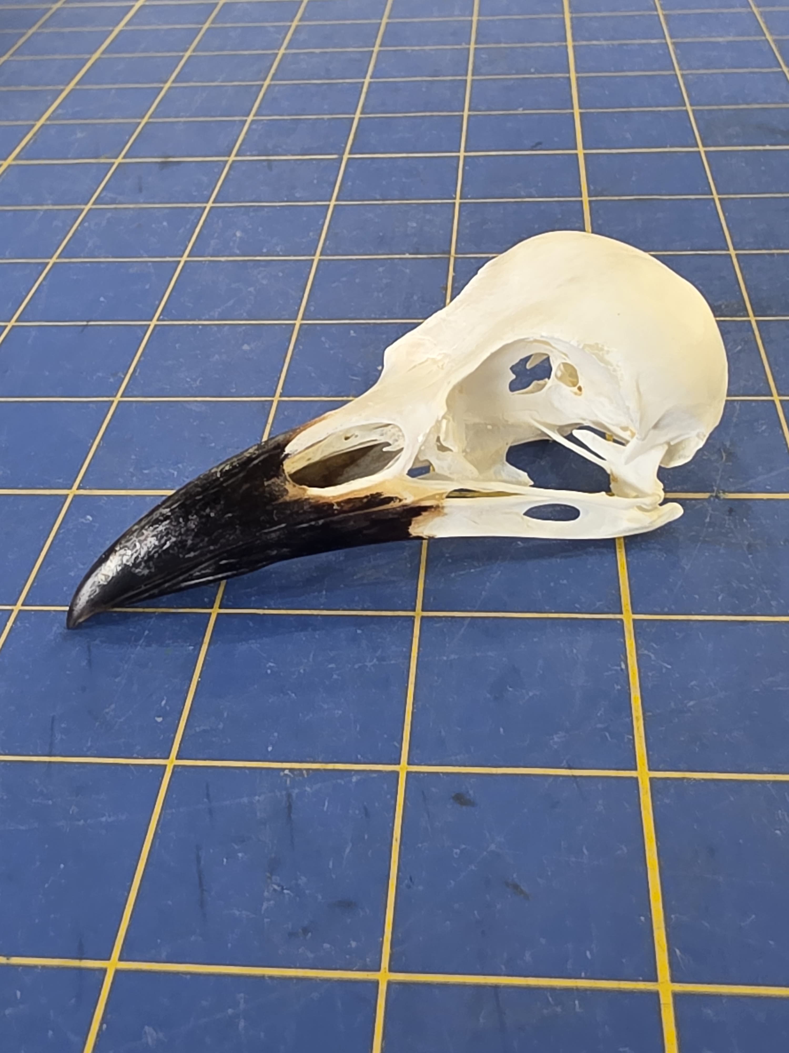 Jtvsk101 - Hooded Crow Skull – Authentic Bird Specimen