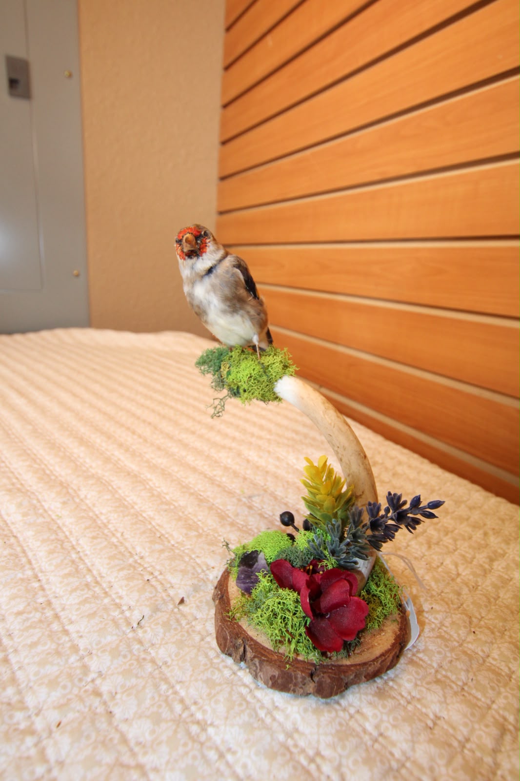 JTVB02 - Exquisite Taxidermy European Goldfinch