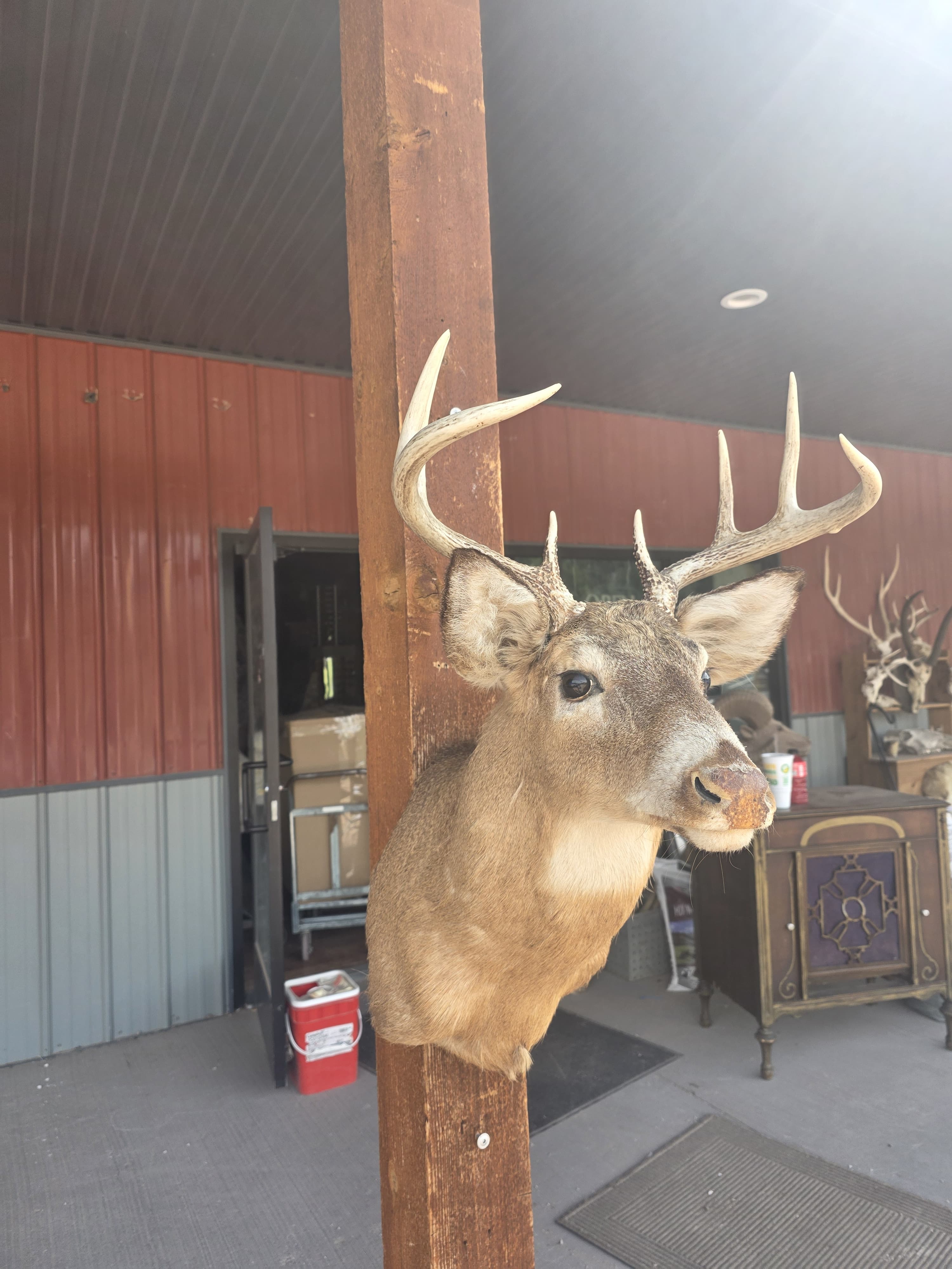 FHRAN92A - Whitetail Deer Hide / Fur – Natural Rustic Décor Taxidermy mount