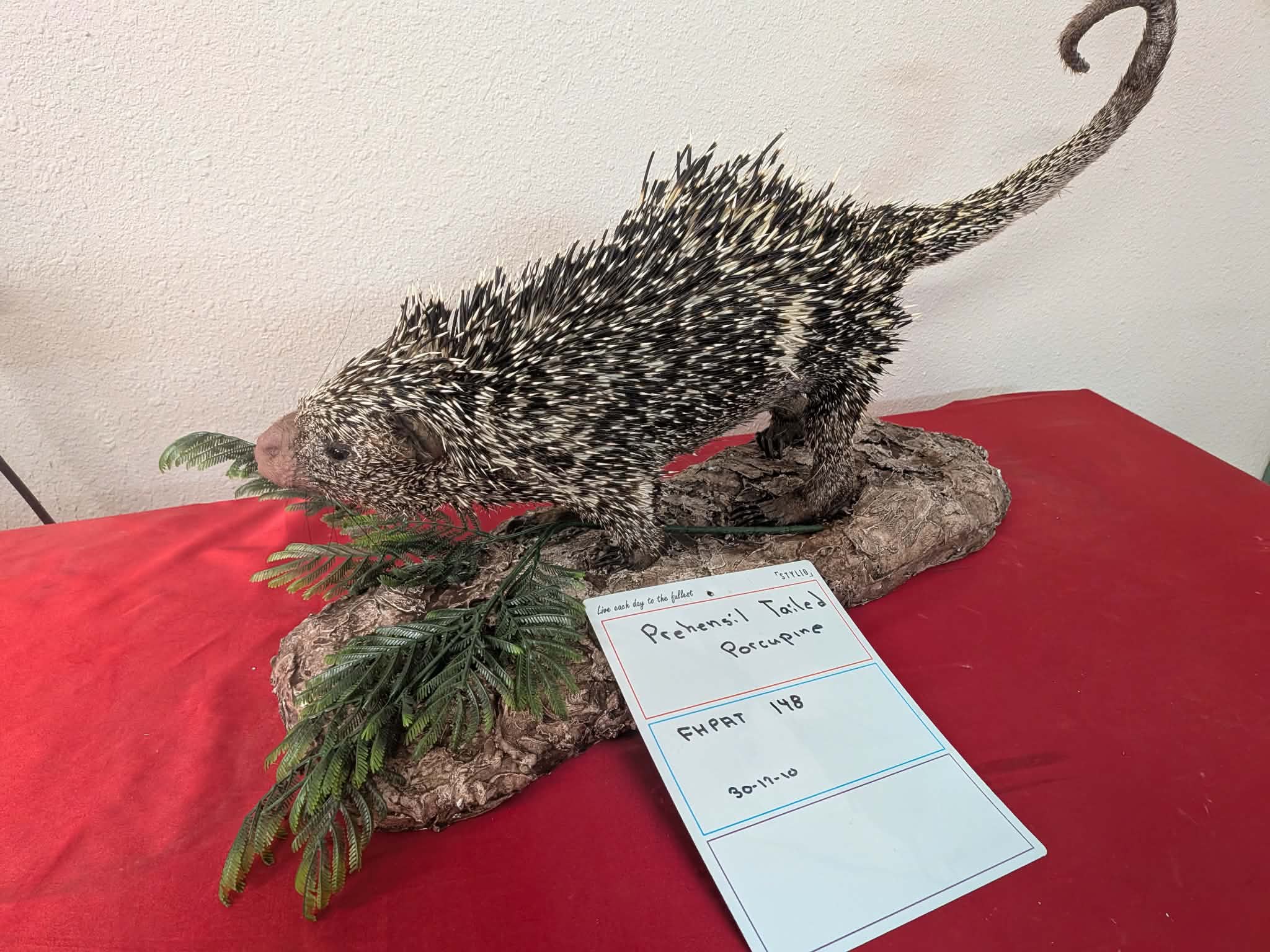 FHPAT148 - Prehensile-Tailed Porcupine Taxidermy Mount