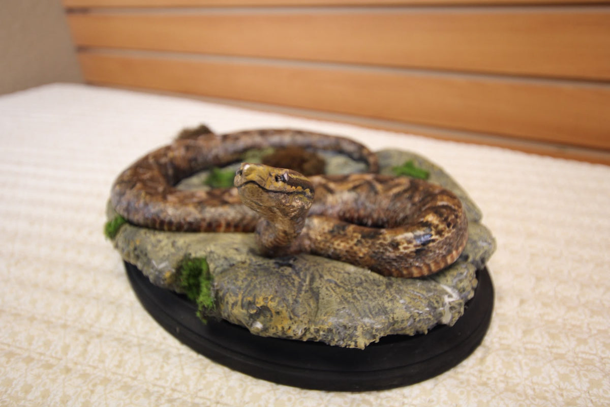 FHSP126 - Authentic Boa Constrictor Taxidermy Display