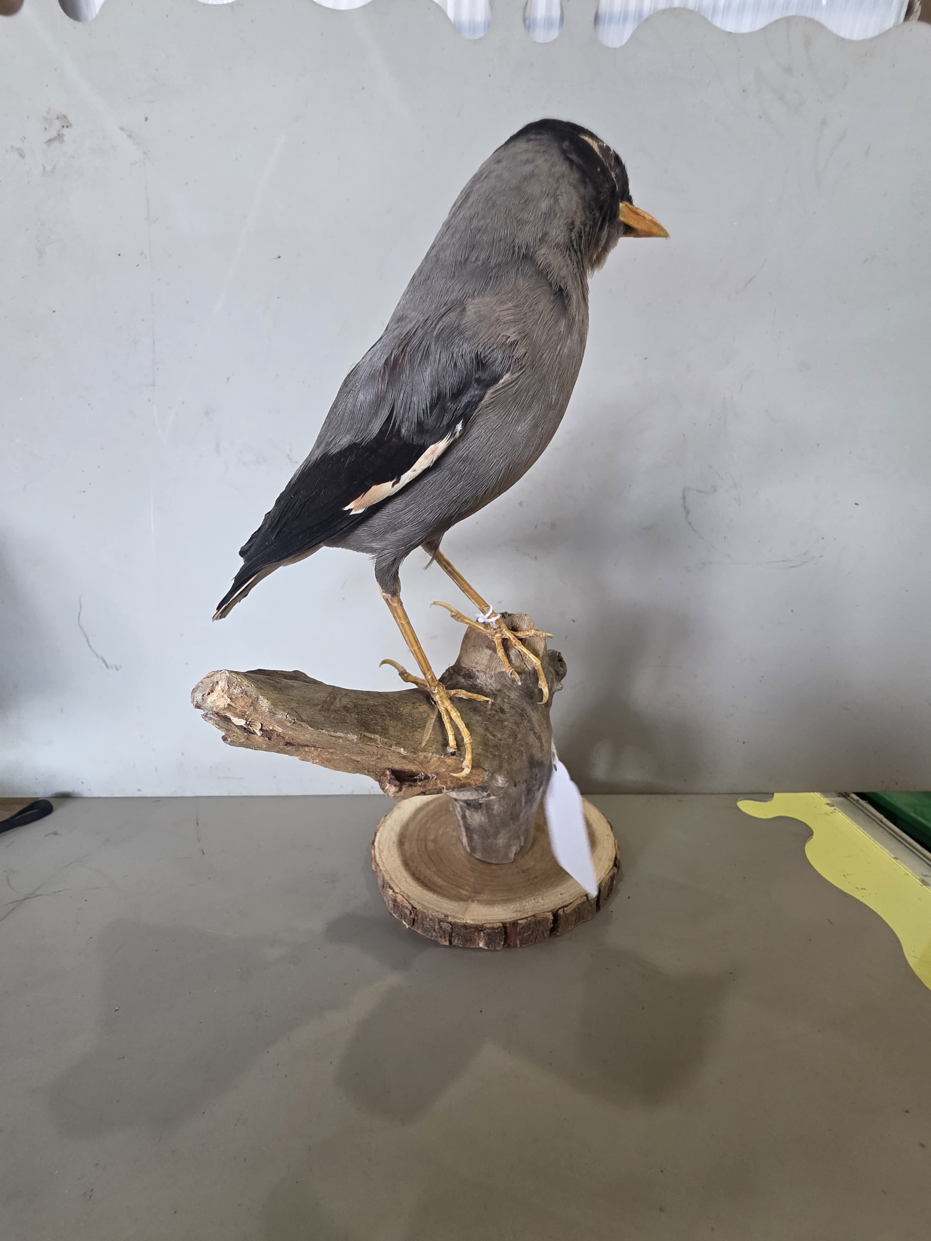 JTVIT1 - Taxidermy Common Myna Bird