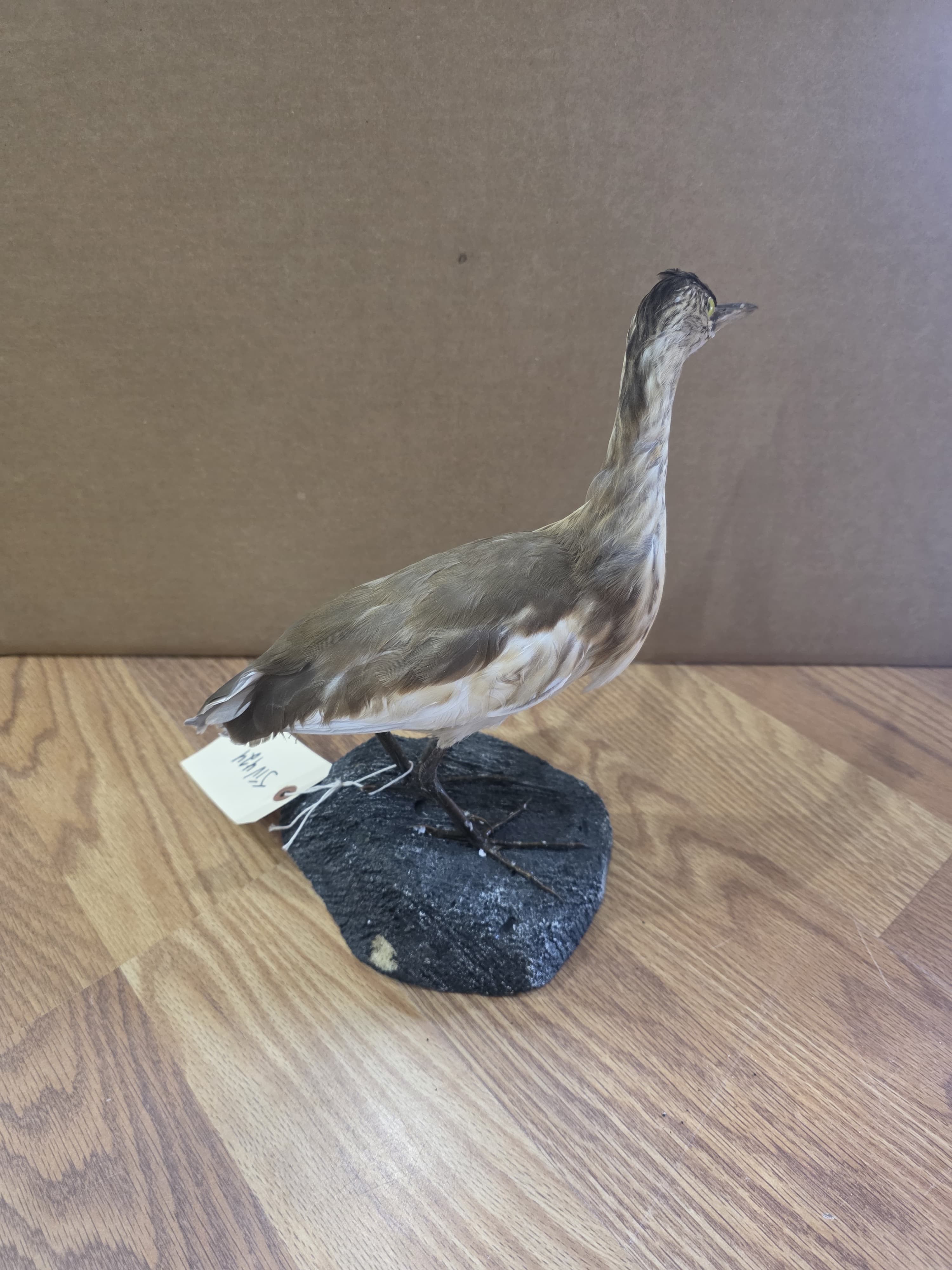 Jtv424 - Squacco Heron Taxidermy Mount | Authentic Bird Display