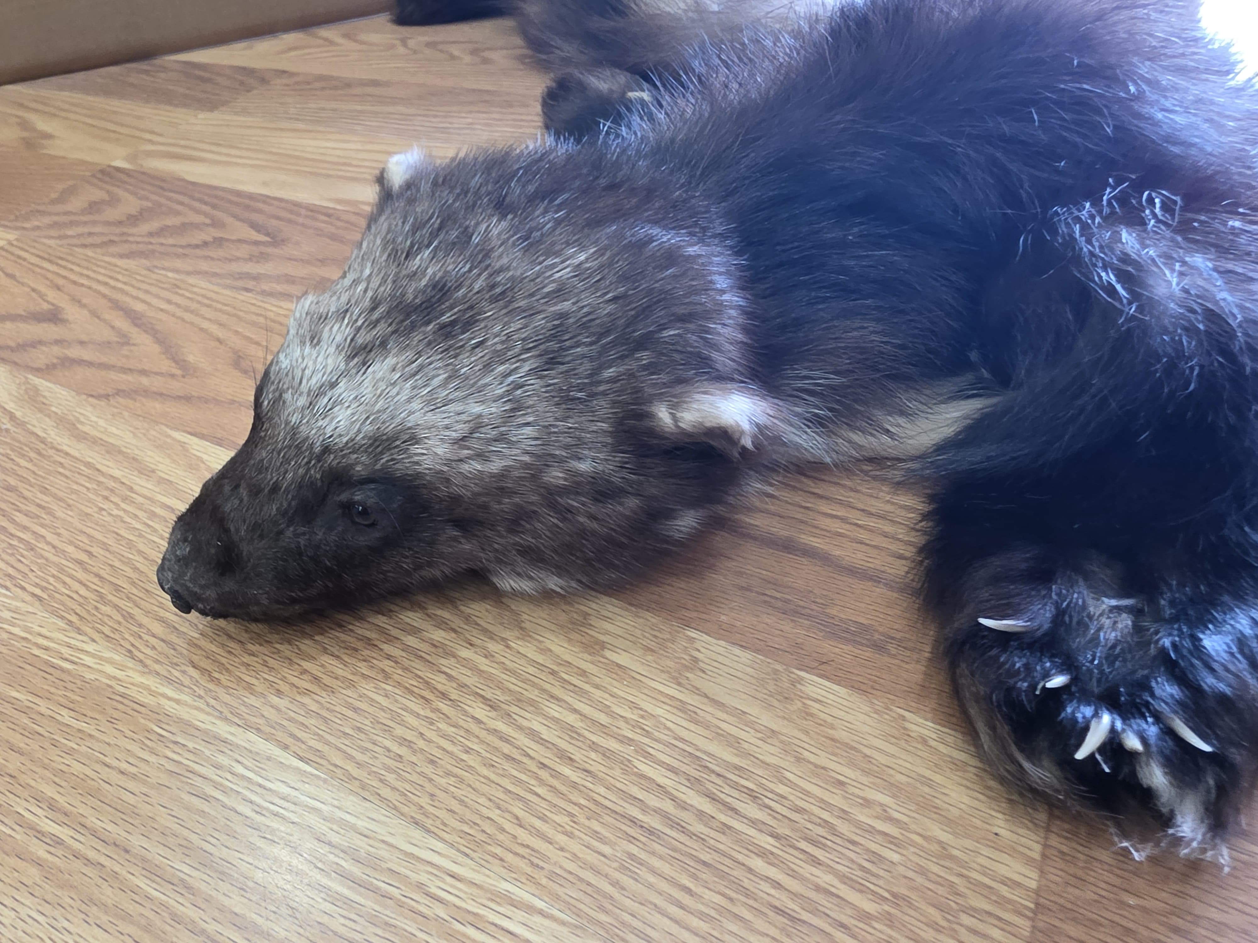 Fhwvr304 - Wolverine Rug with Head | Authentic Hide Display