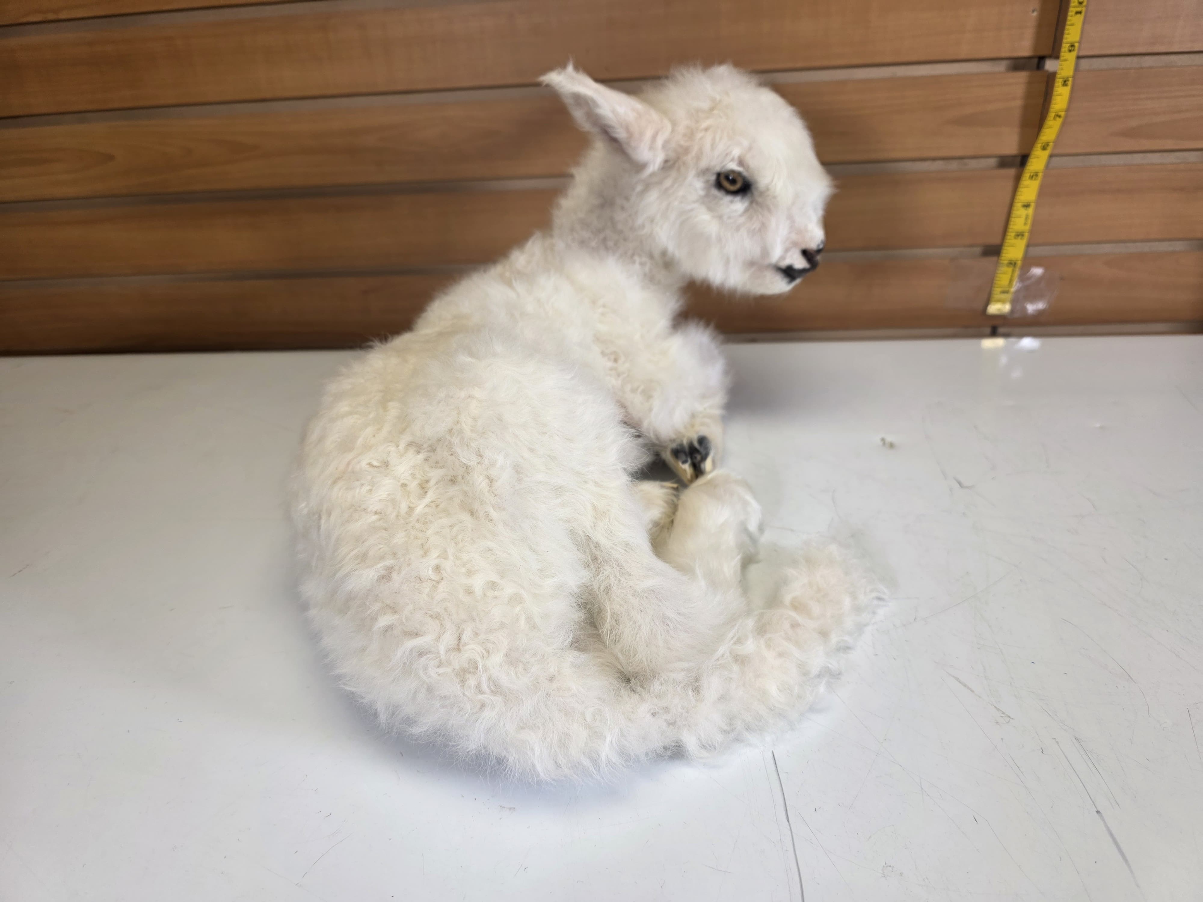 Fhden17 - baby Lamb Taxidermy Mount