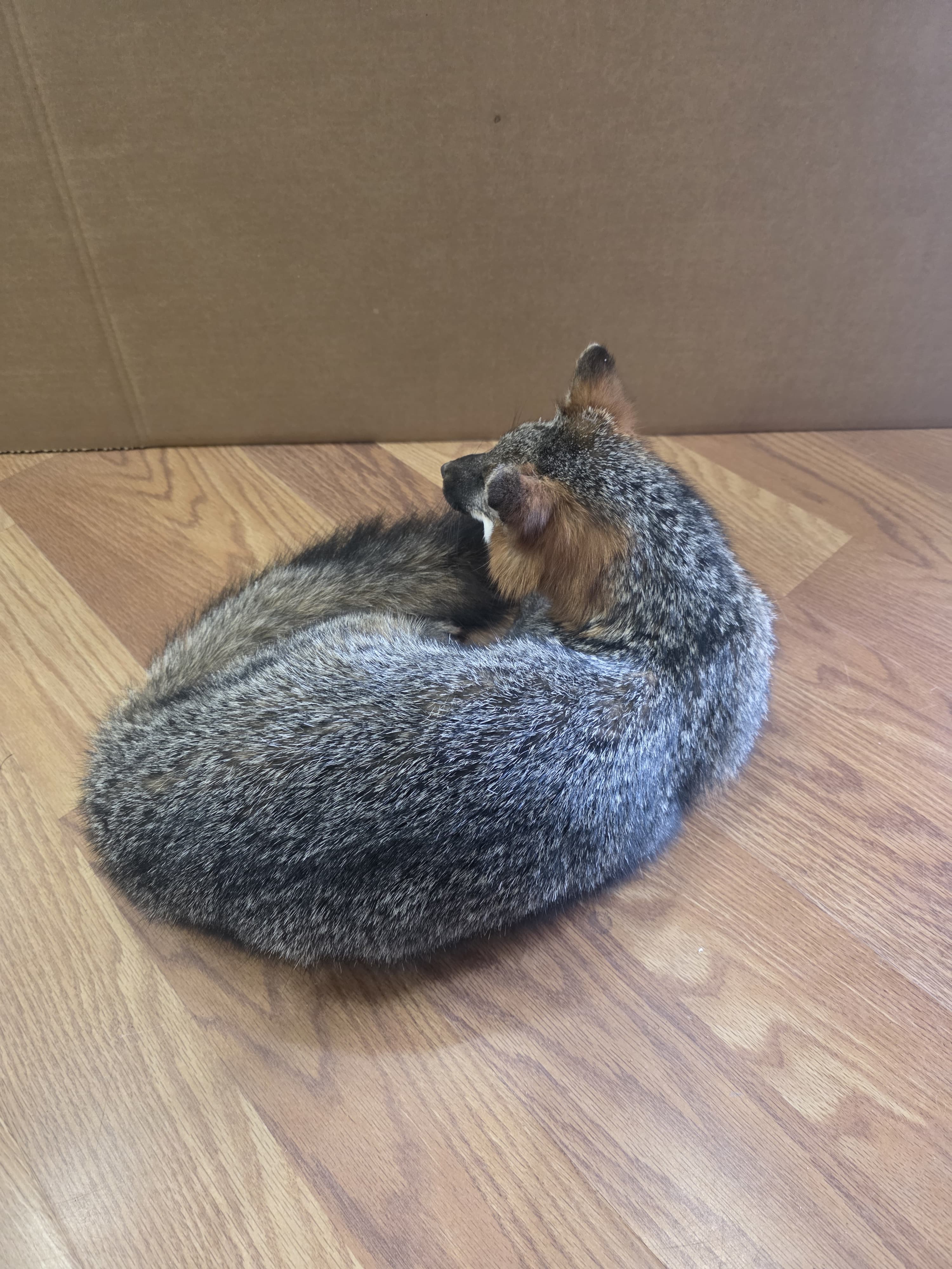 Fhfox4 - Grey Fox Taxidermy Mount | Full Body Display