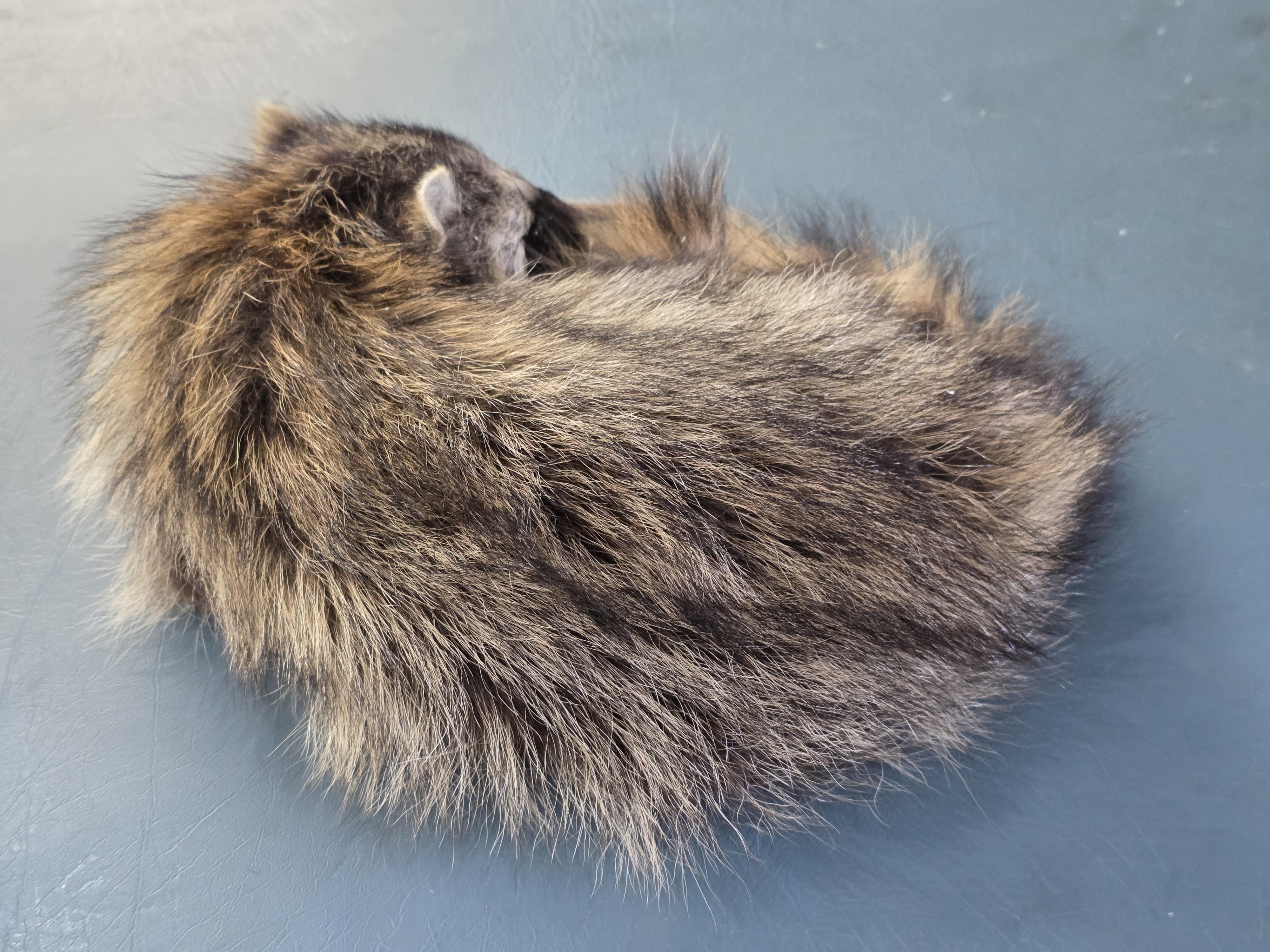 Fhjun23 - baby Raccoon Taxidermy Mount