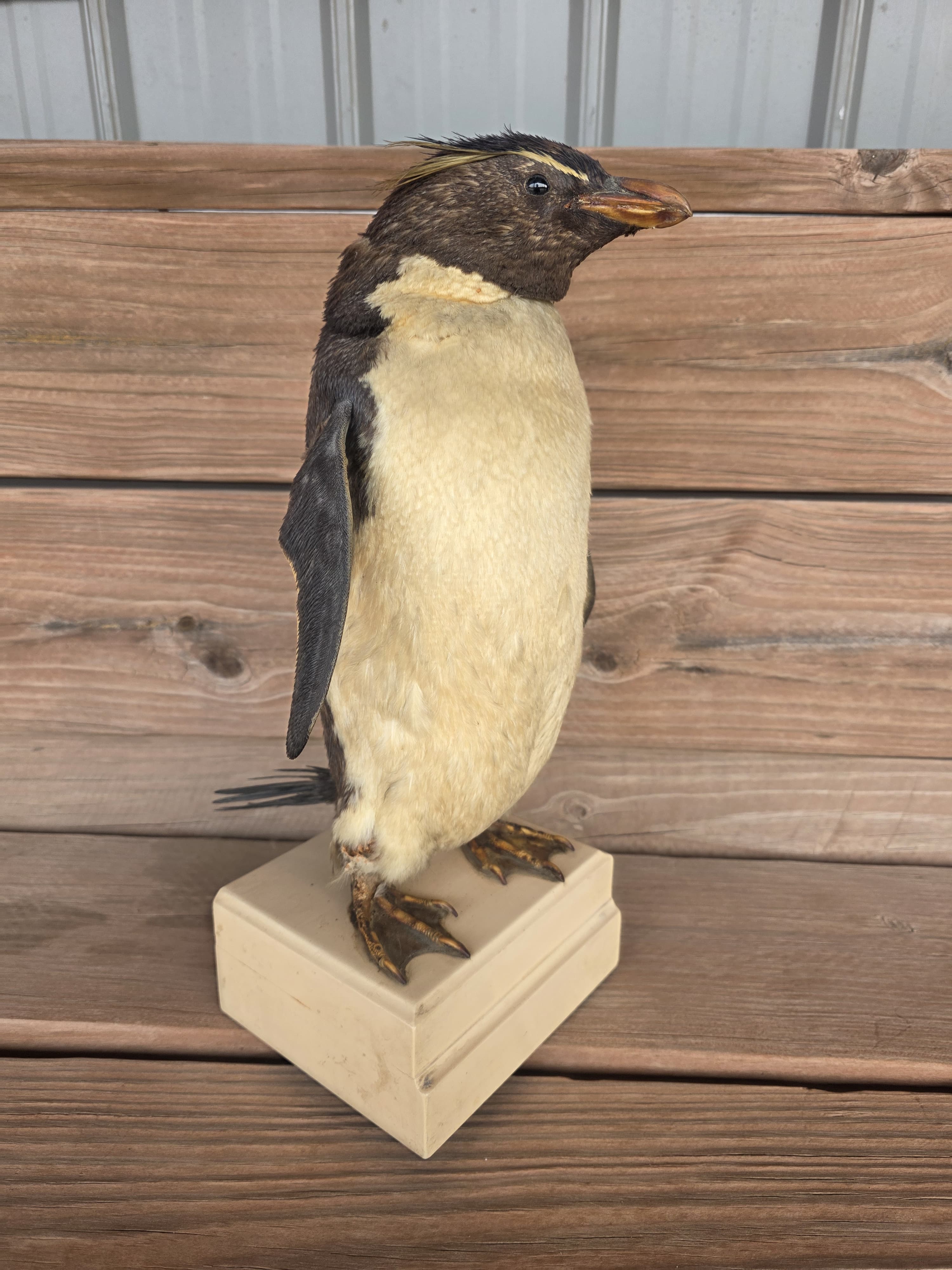 FHPN1 - Rockhopper Vintage Taxidermy Penguin