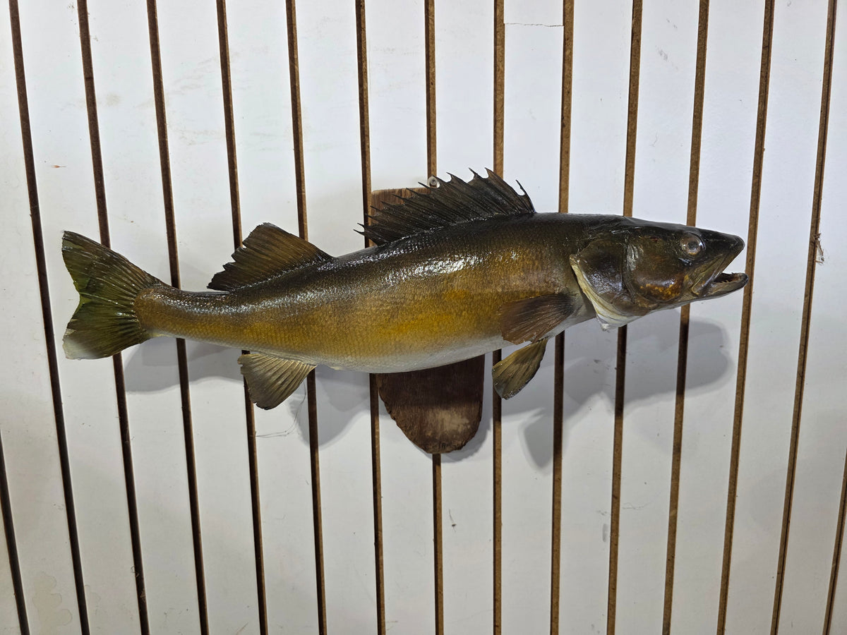 Comb114 - Massive Trophy 28" Walleye Fish Taxidermy Mount