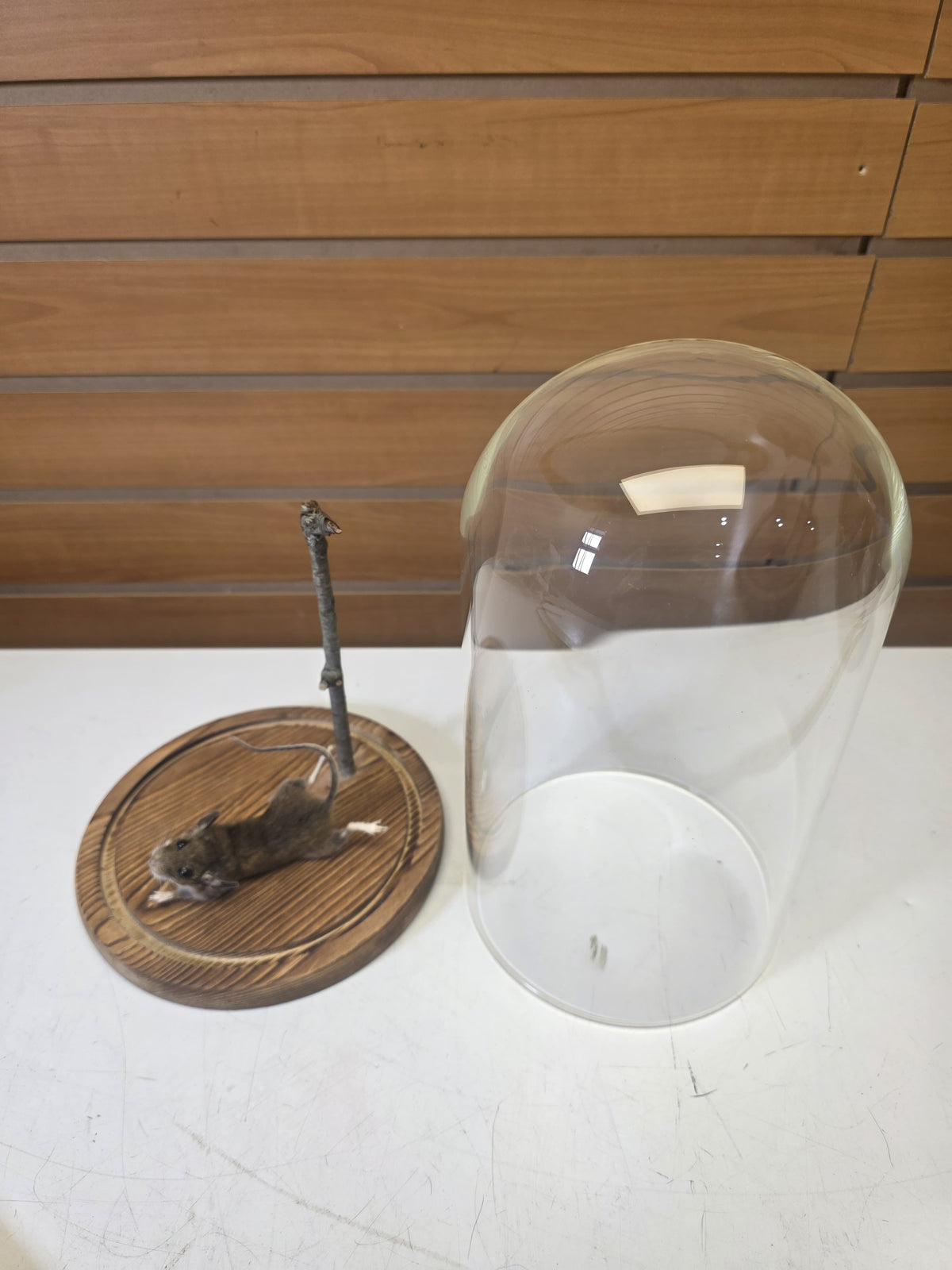 Fhsp106 - Taxidermy House Mouse – Wooden Display Stand