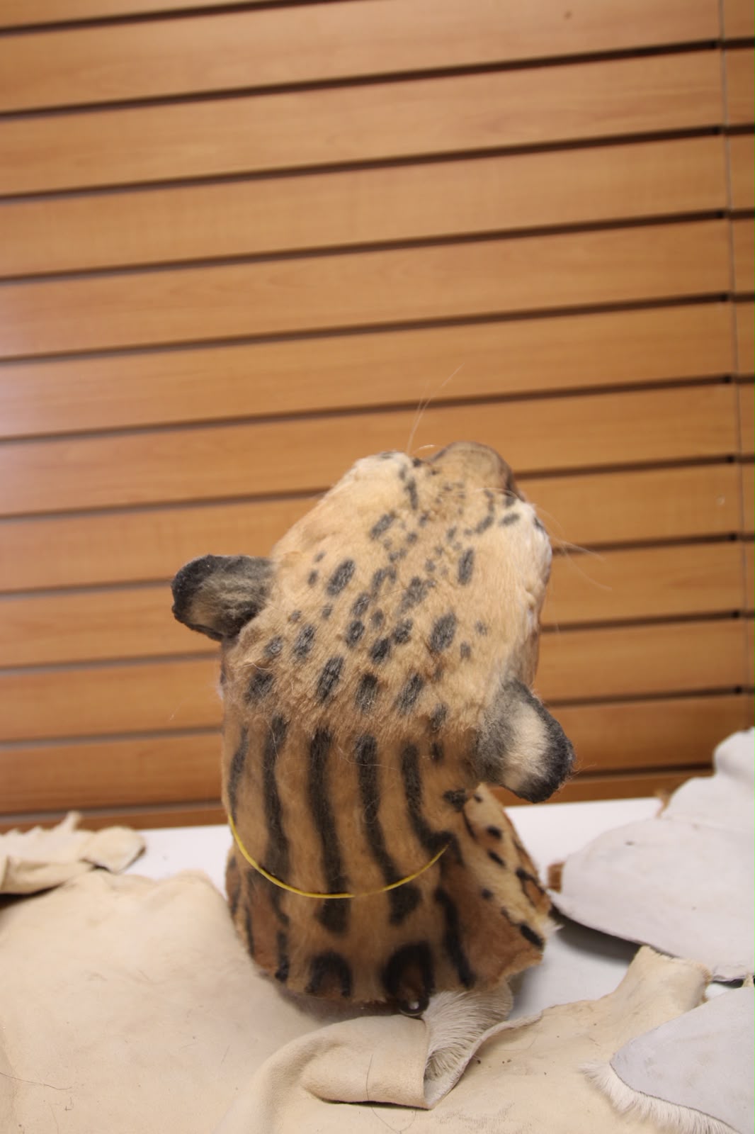 FHRBC04 - reproduction Taxidermy Clouded Leopard Head Mount