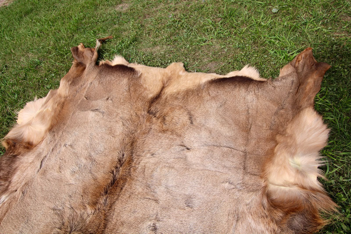 FHSP113 - Taxidermy Premium Tanned Elk Hide Pelt