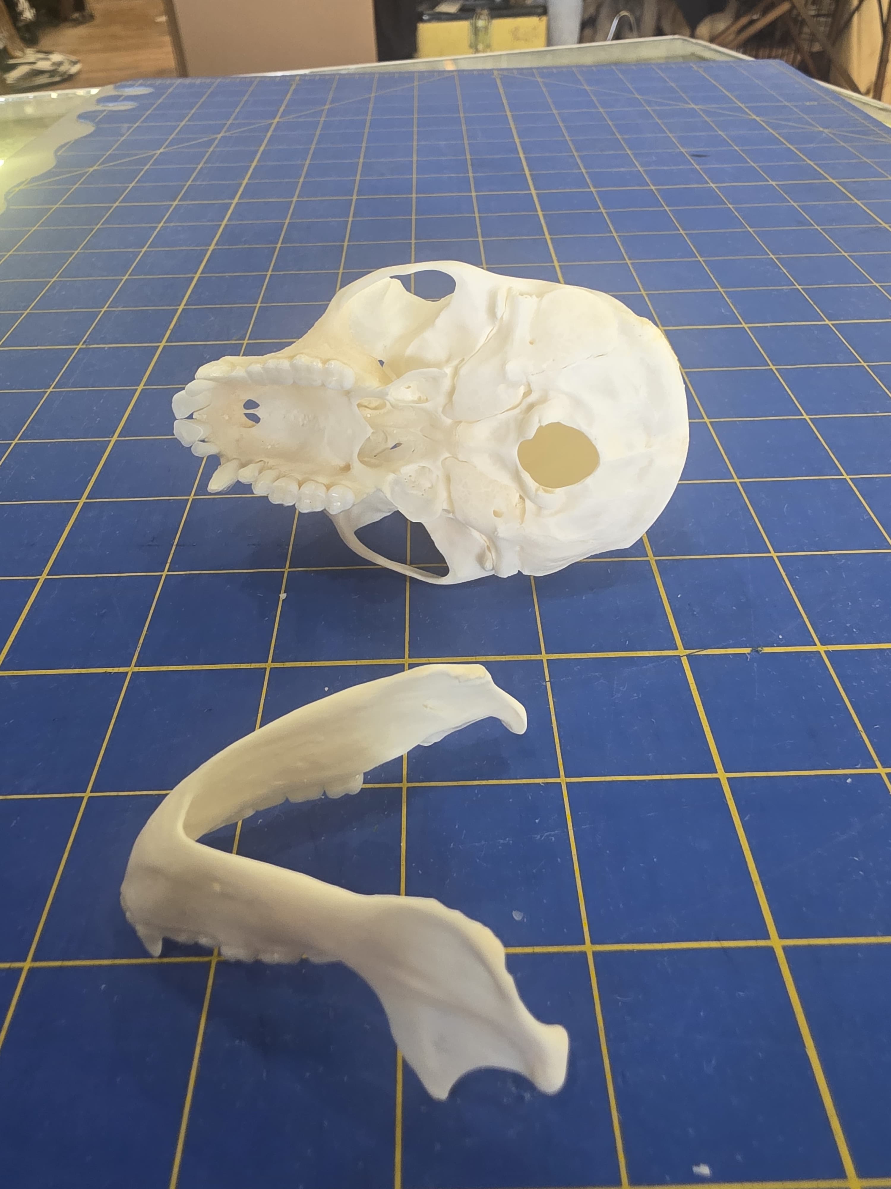 Fhmk11 - Crowned Monkey Skull – Authentic Primate Skull Display