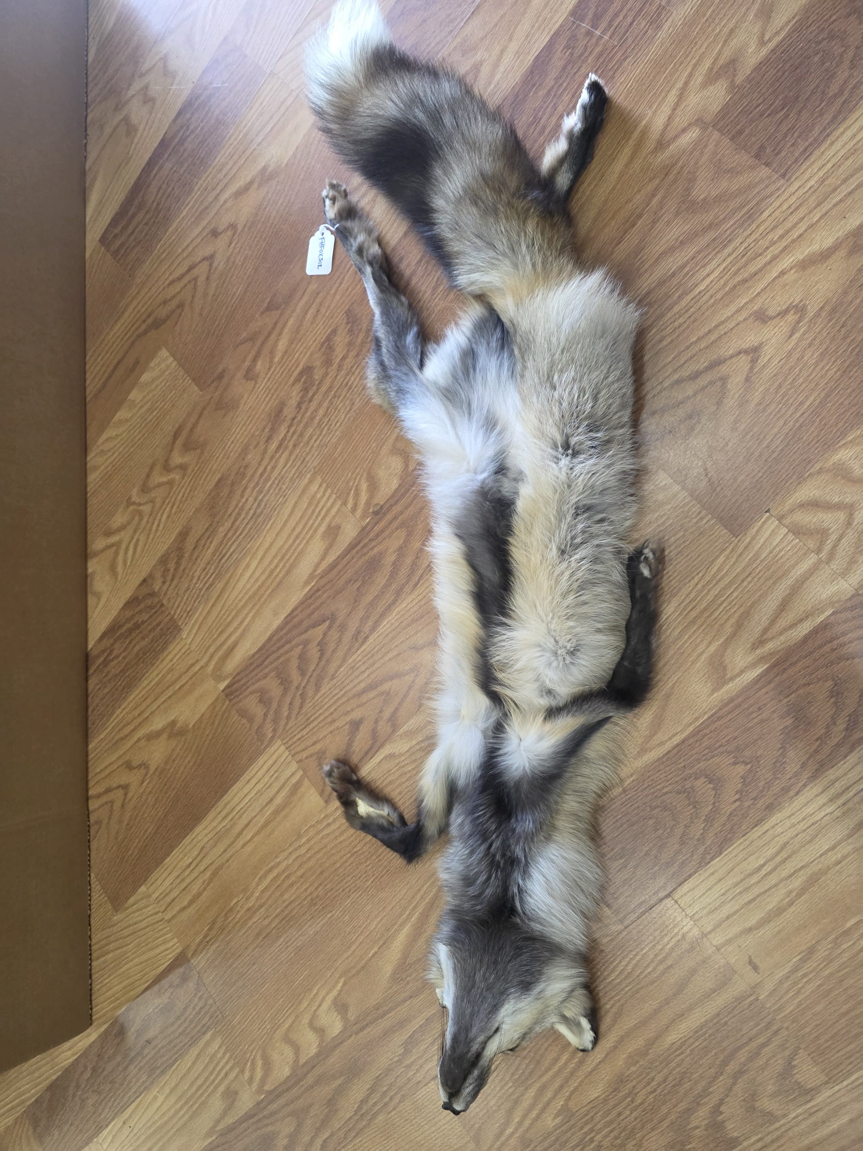 Fhfox302A - Red Fox Pelt with mounted Head taxidermy mount