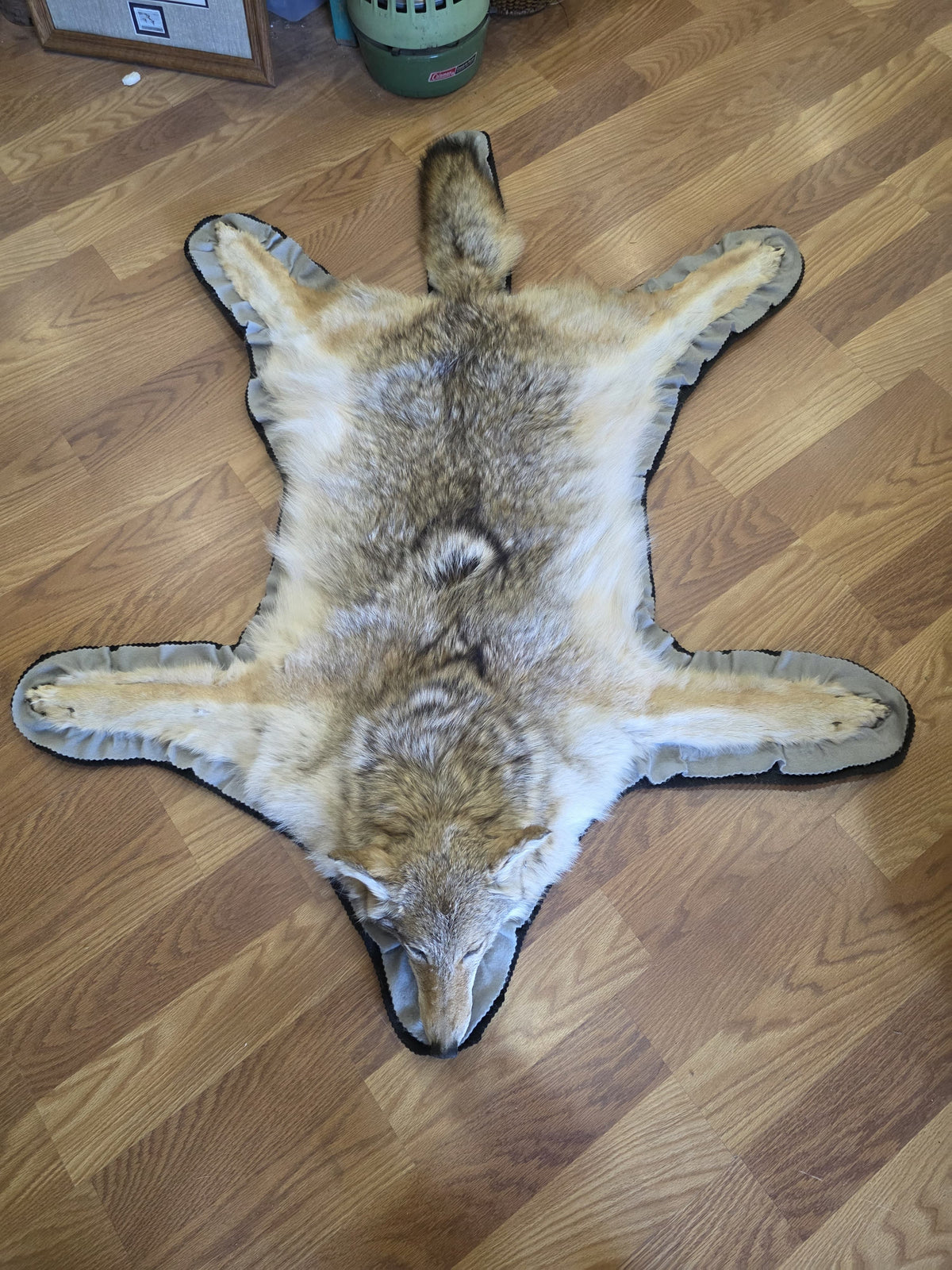 FHEB1016A - Exquisite Handcrafted coyote Taxidermy Rug