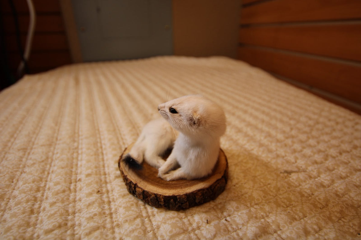 FHWEAS003 - Winter White Ermine (Short-Tailed Weasel) Taxidermy Mount