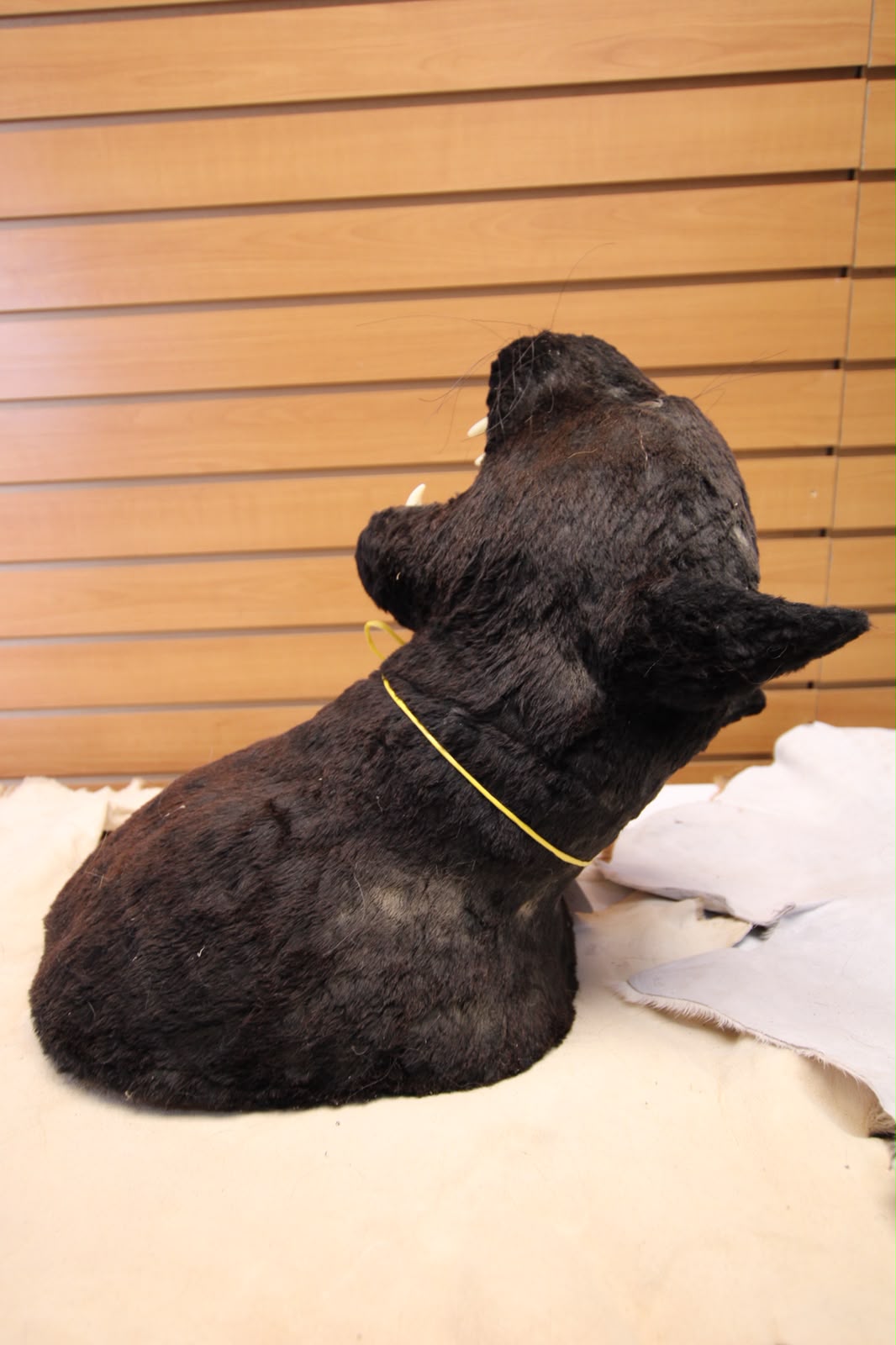 FHRBC06 - reproduction Taxidermy Black Panther Head Mount with Open Mouth