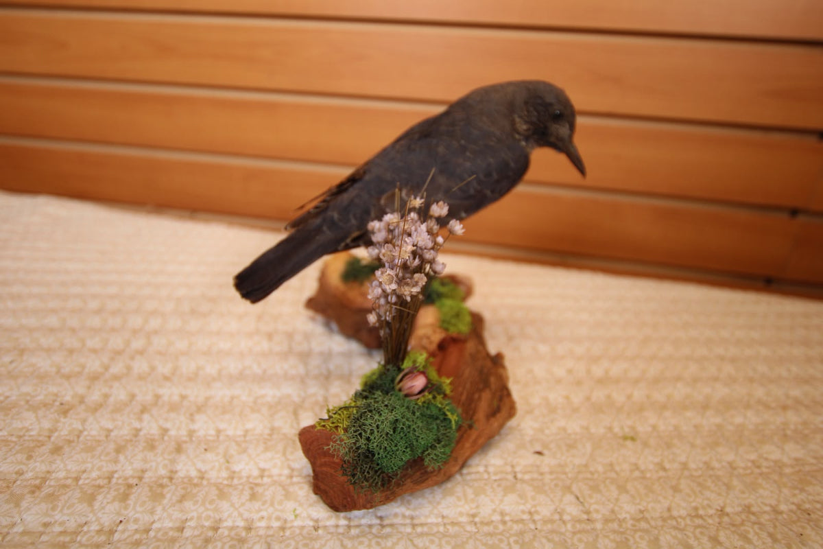 JTVBMA27 - Exquisite Taxidermy Common Rock Thrush