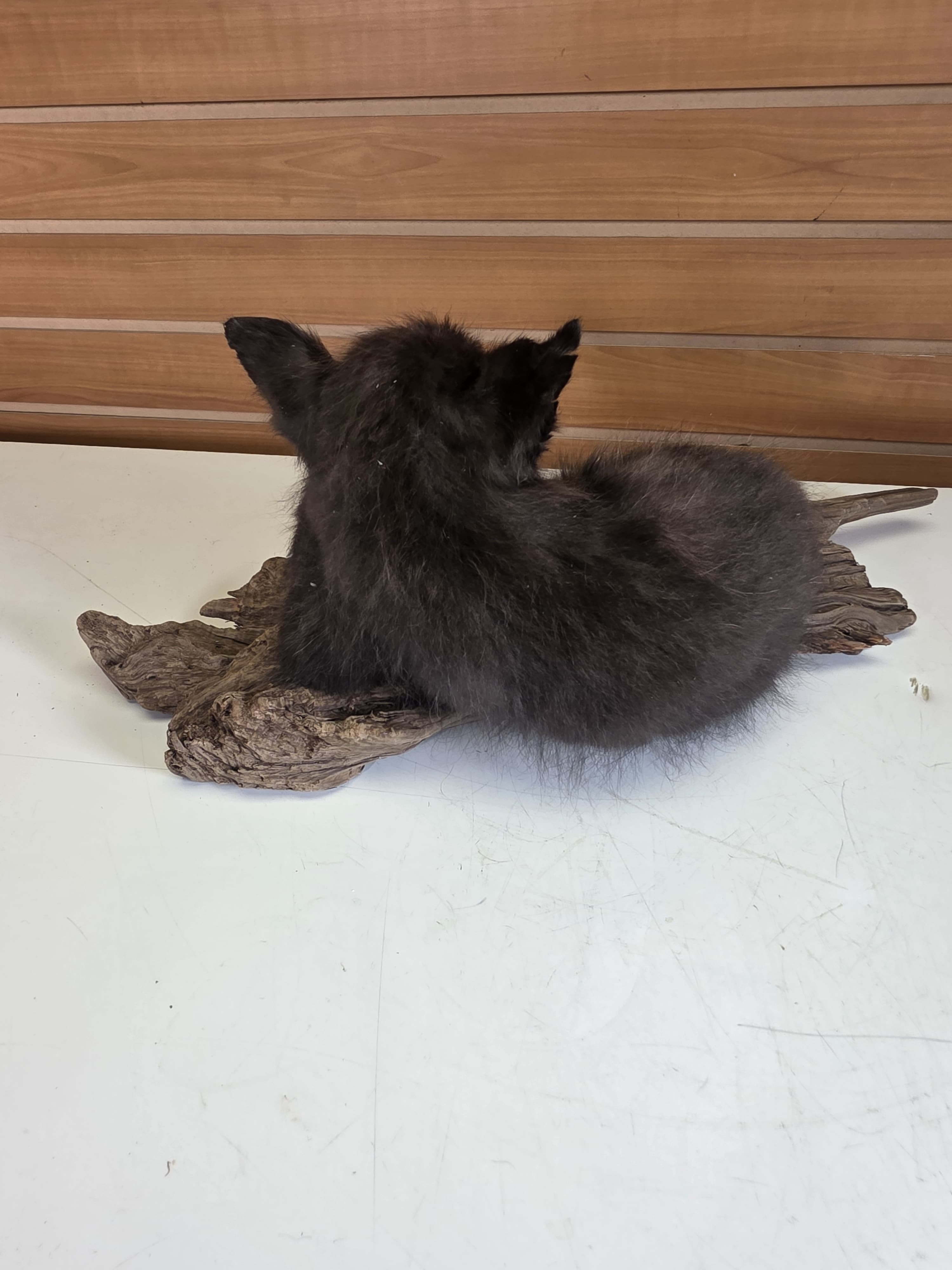Fhjun29 - baby Ranch Fox Taxidermy Mount