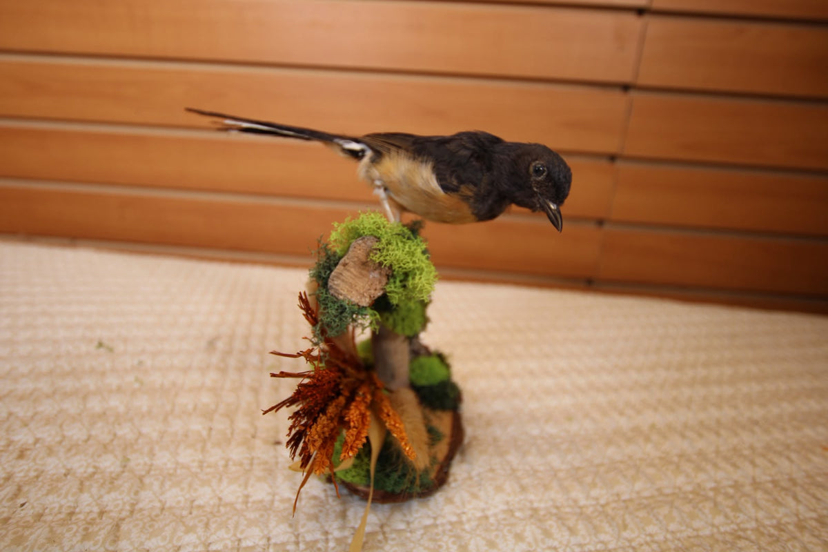 JTVBMA20 - Exquisite Taxidermy Small Black Bird