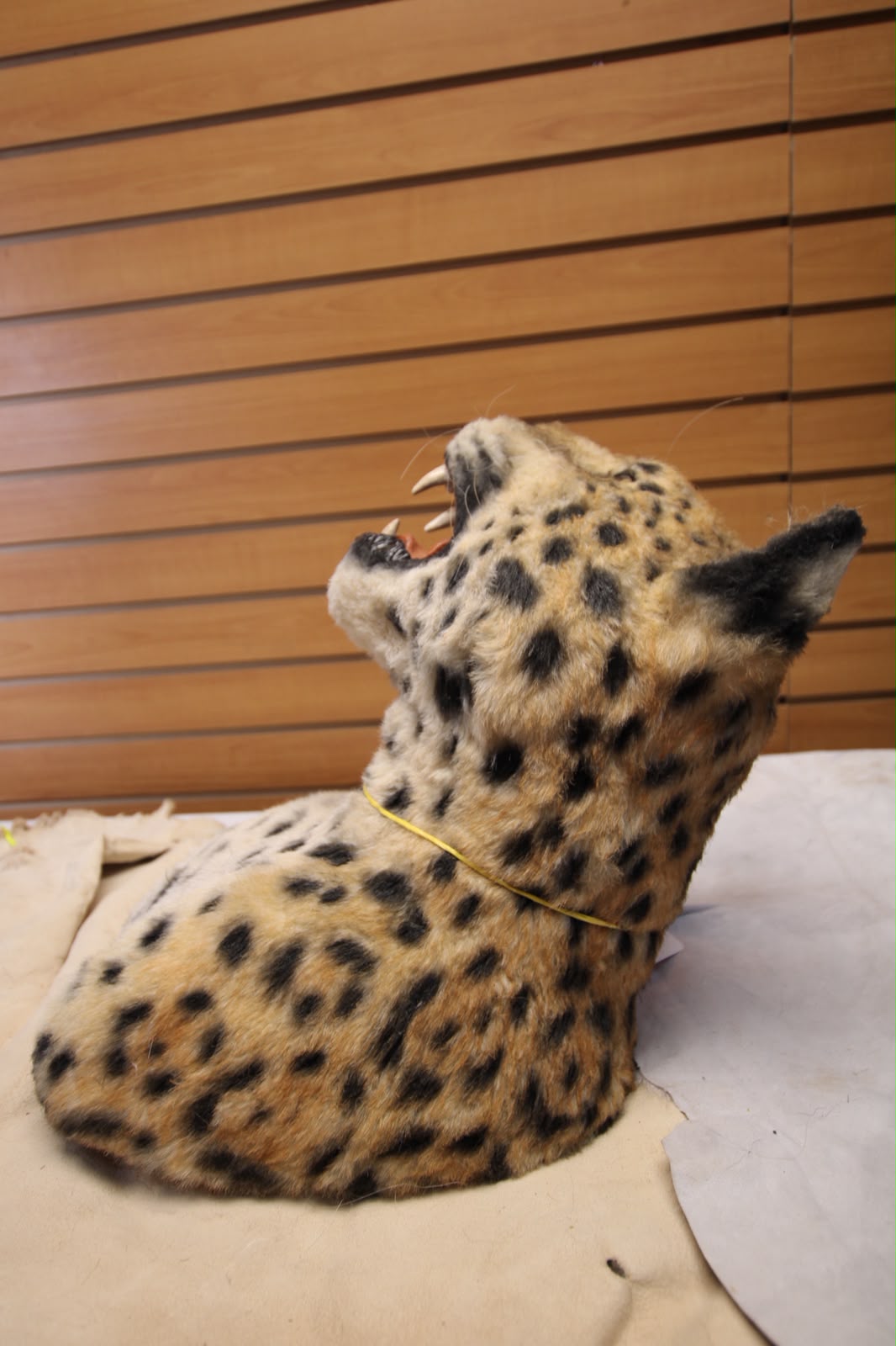 FHRBC03 - reproduction Taxidermy African Leopard Open-Mouth Shoulder Mount