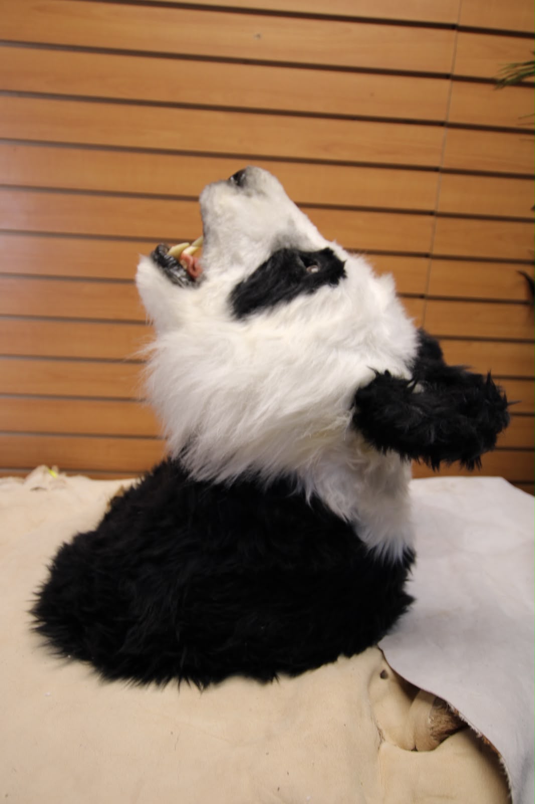 FJRB06 - reproduction Taxidermy Giant Panda Shoulder Mount