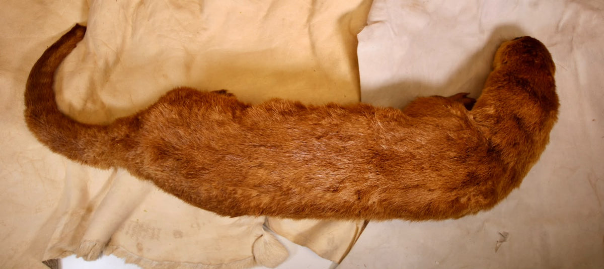 FHSP115 - Taxidermy River Otter Specimen