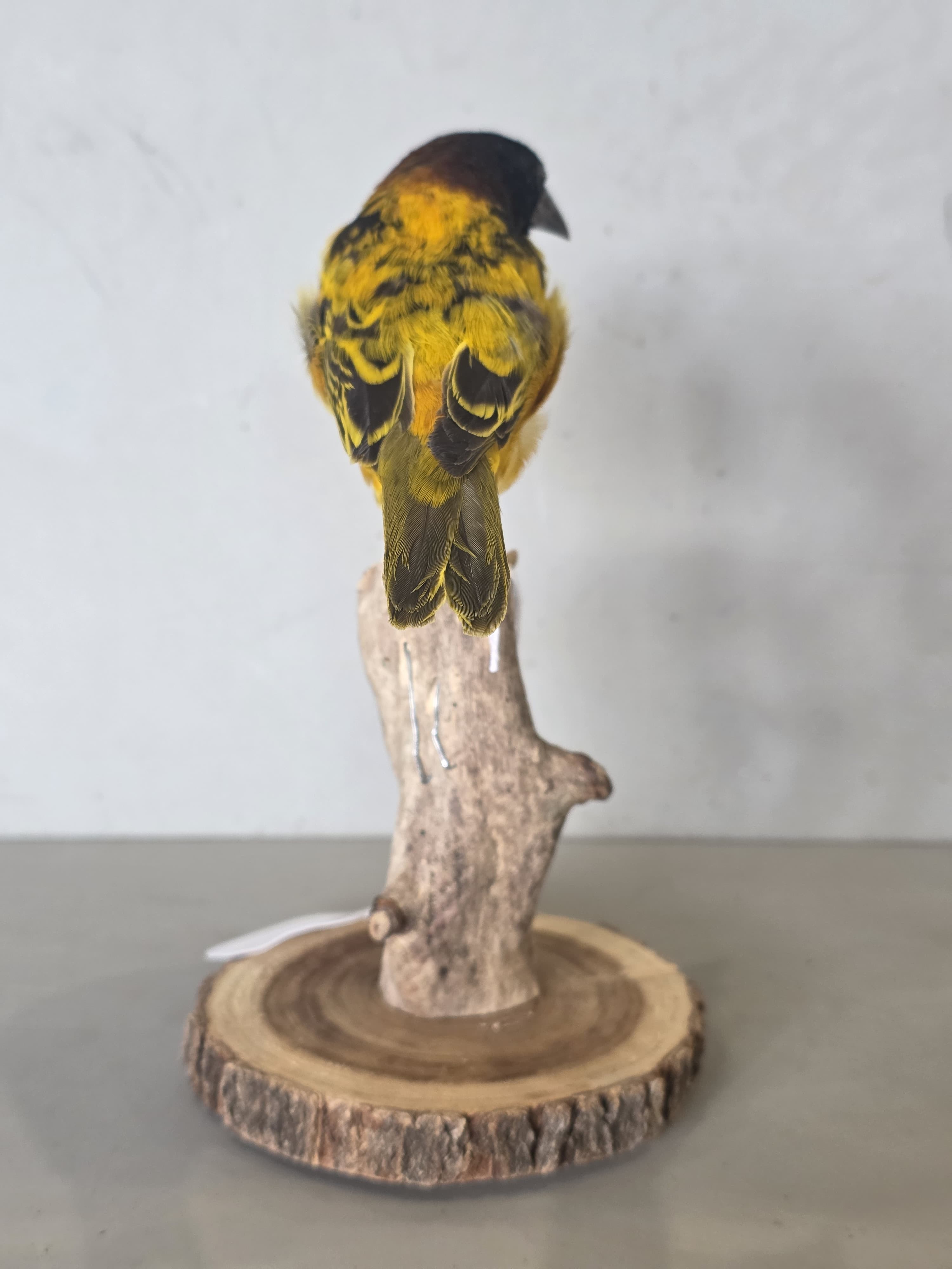 JTVIT3 - Black Headed Weaver Finch Taxidermy – Pen Raised