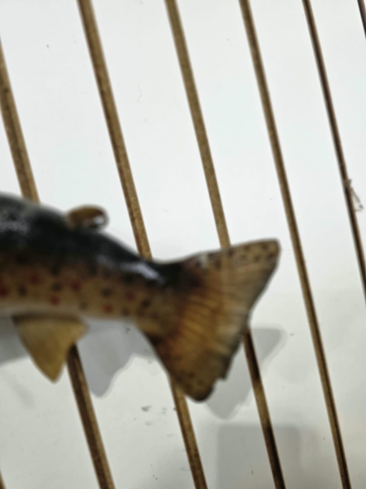 Comb103 - 19" Trout Fish Taxidermy Mount
