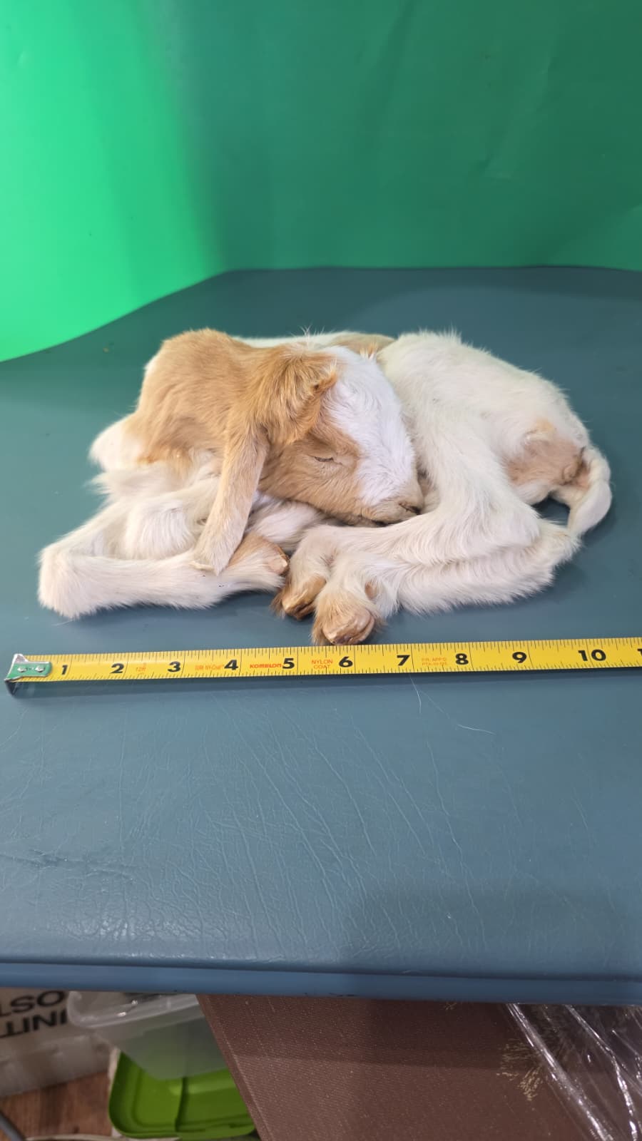 Fhjun13 - Baby Boer Kid Goat Taxidermy Mount