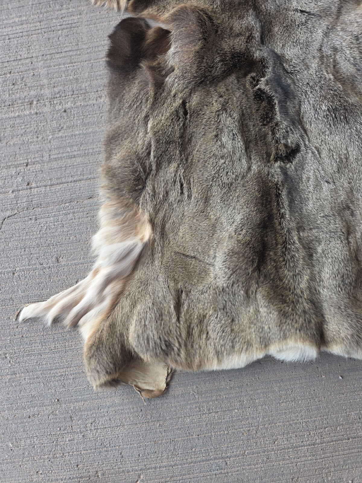 FHRAN87 - Mule Deer Hide Pelt Fur – 46” x 29”