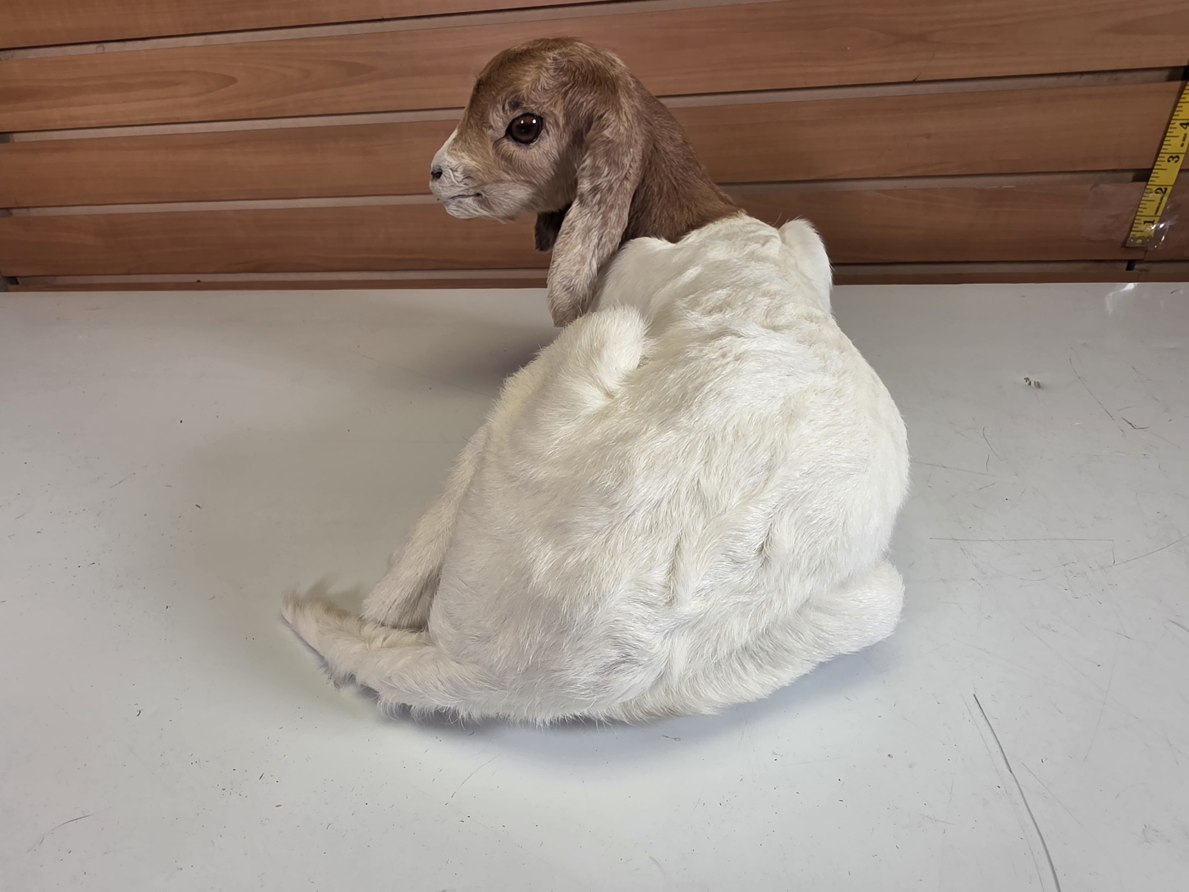 Fhden18 - Boer Kid Goat Taxidermy Mount
