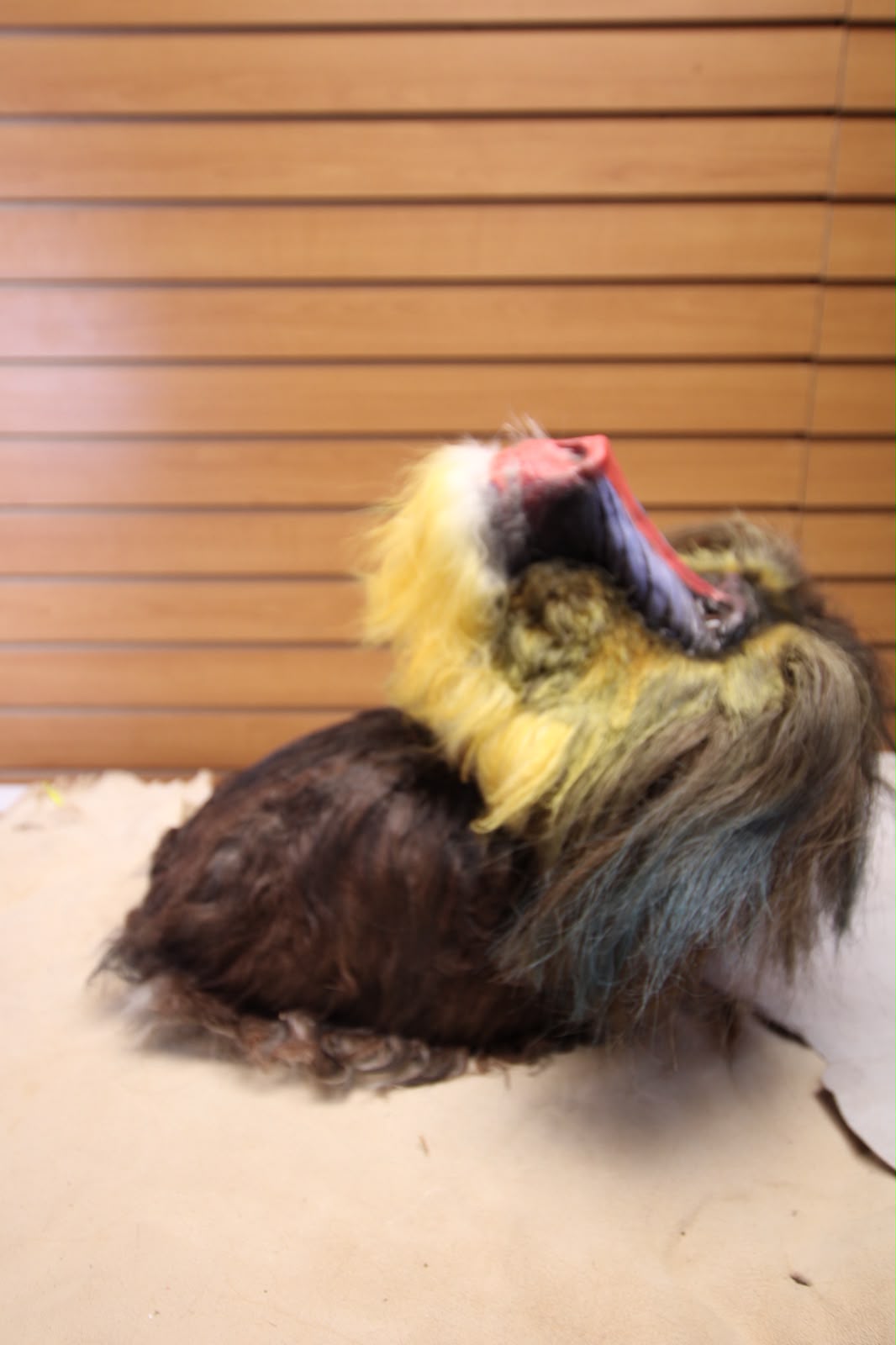 FHRBB09 - Reproduction mandrill monkey taxidermy mount