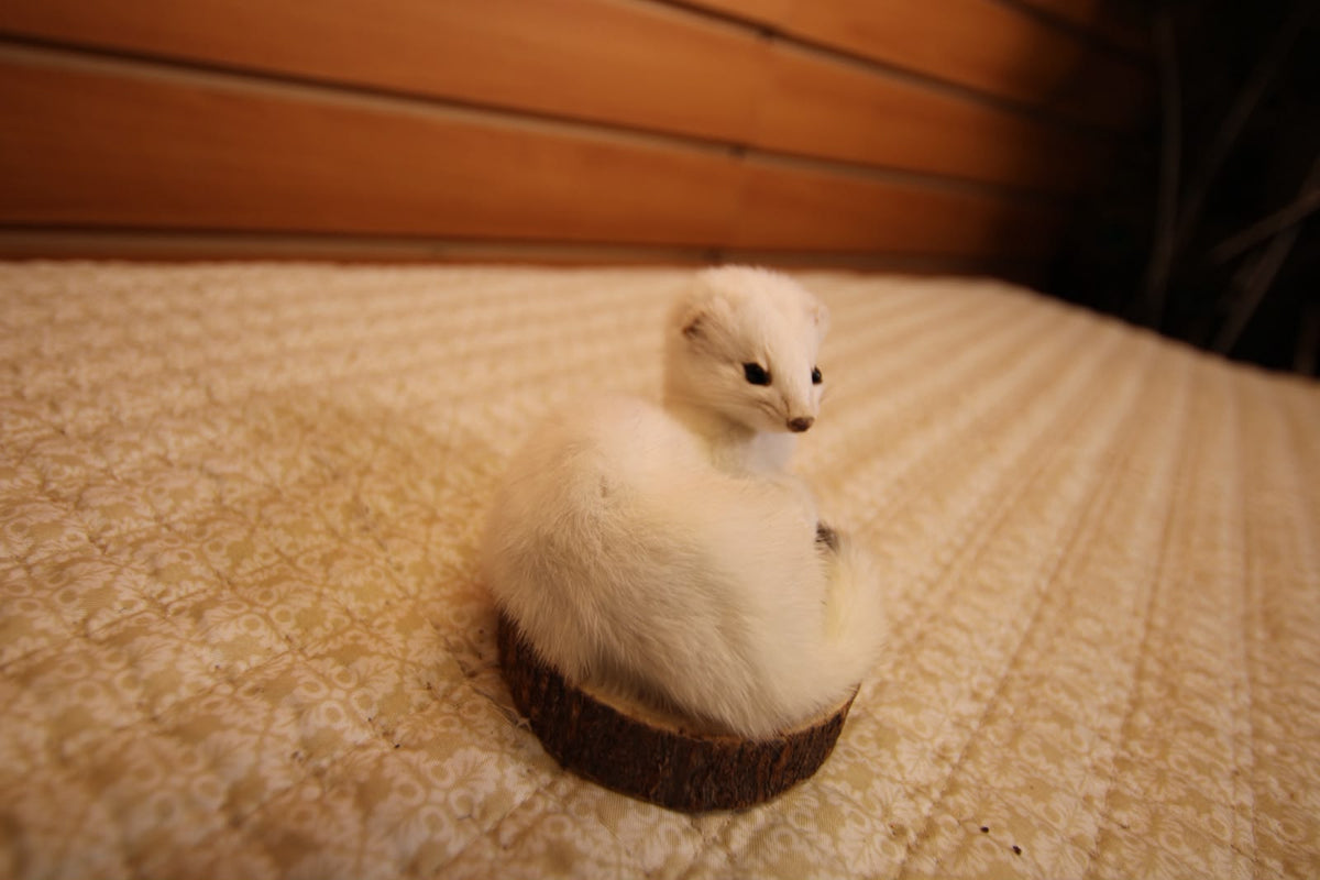 FHWEAS008- Winter White Ermine (Short-Tailed Weasel) Taxidermy Mount