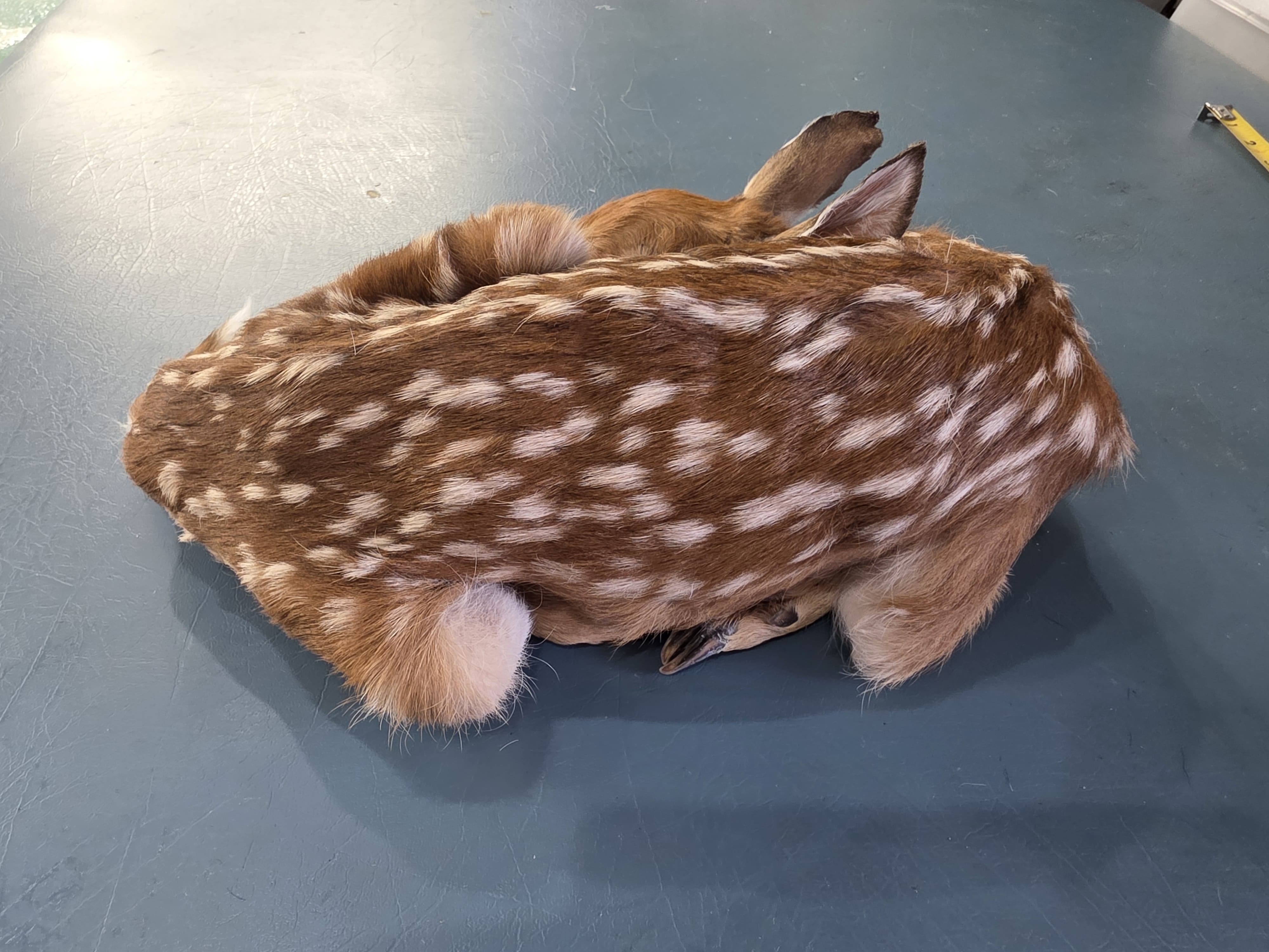 Fhden10 - Fawn Deer Taxidermy Mount