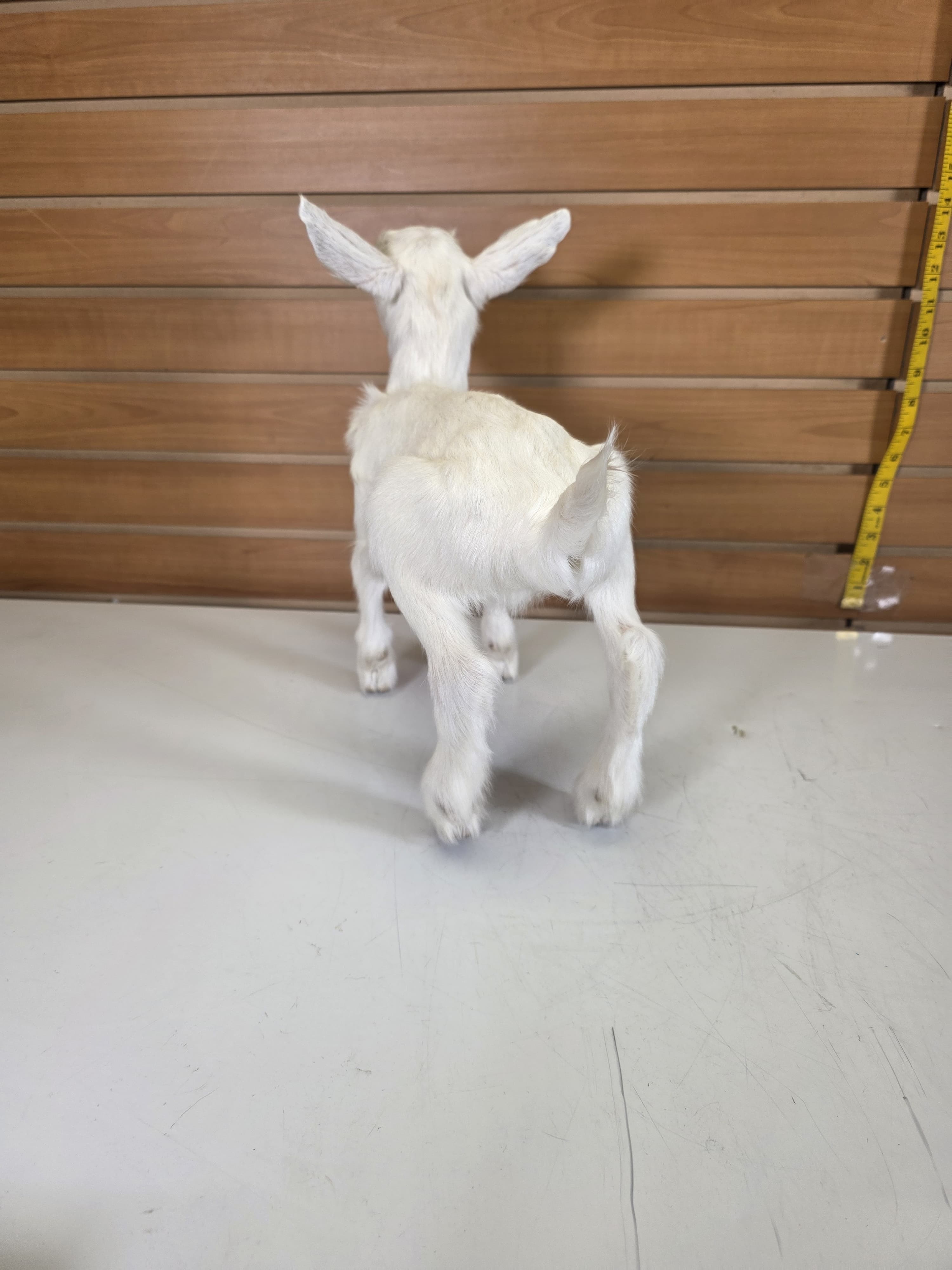 Fhden14 - Boer Kid Goat Taxidermy Mount