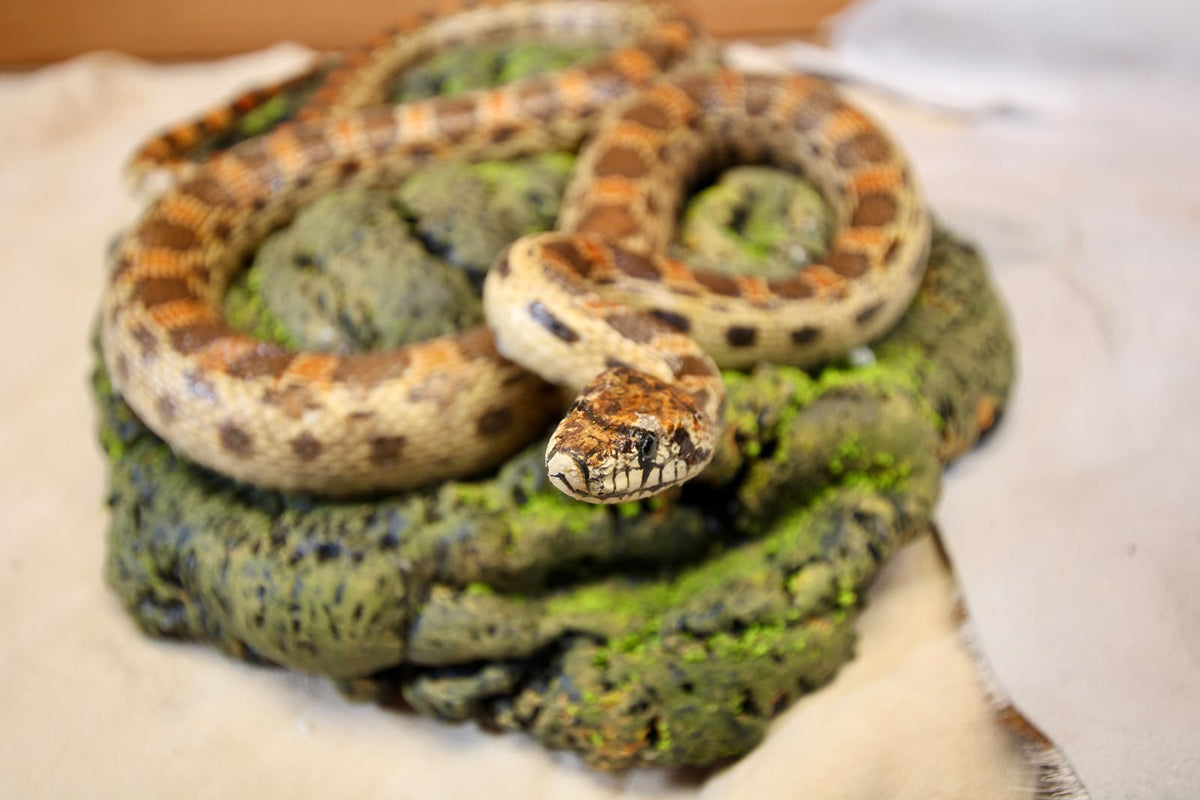 FHSP111 - Taxidermy Hypo Leopard Boa Constrictor Specimen