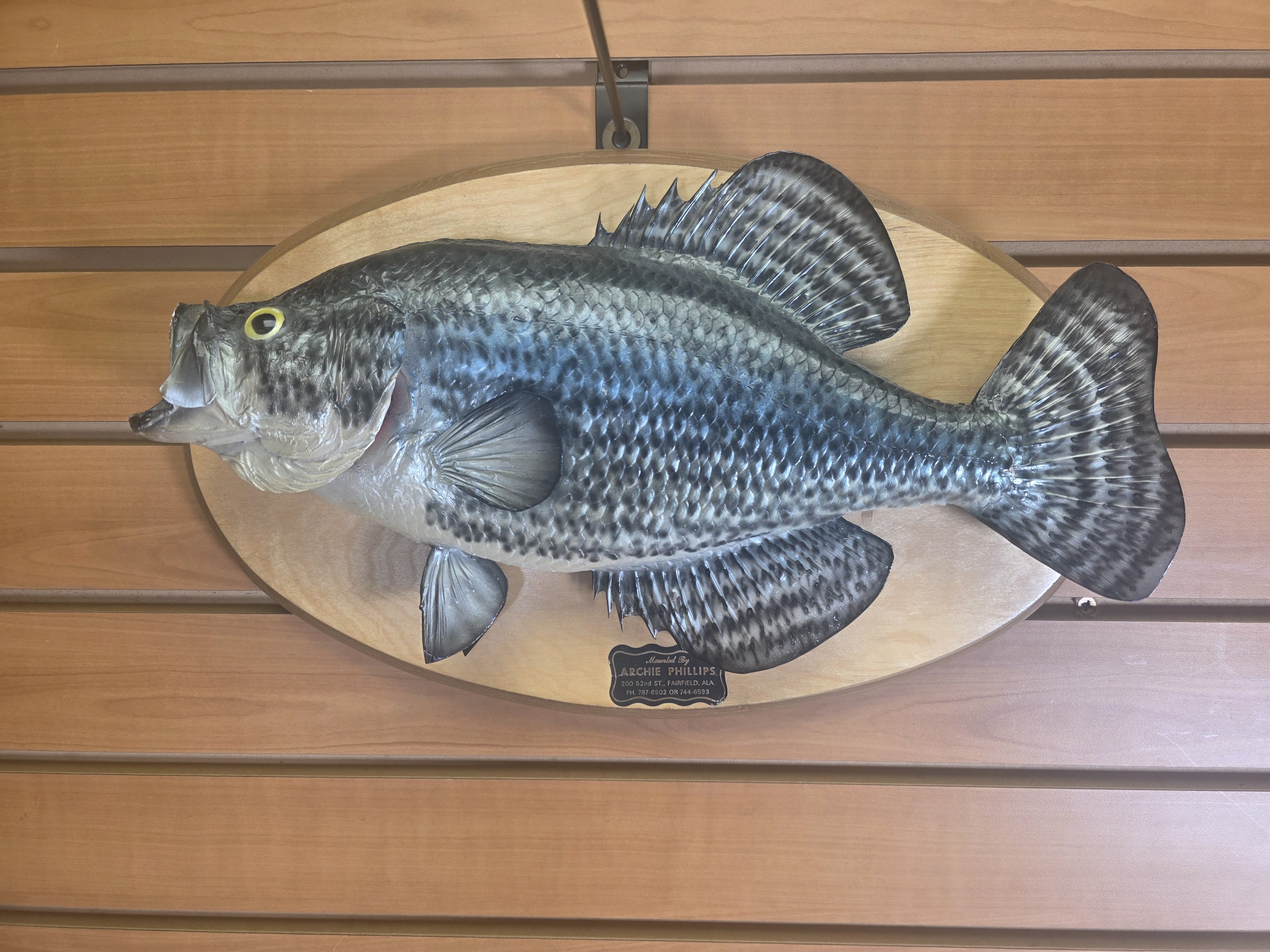 Fhran84 - 15” Black Crappie Taxidermy Mount – Lifelike Freshwater Display