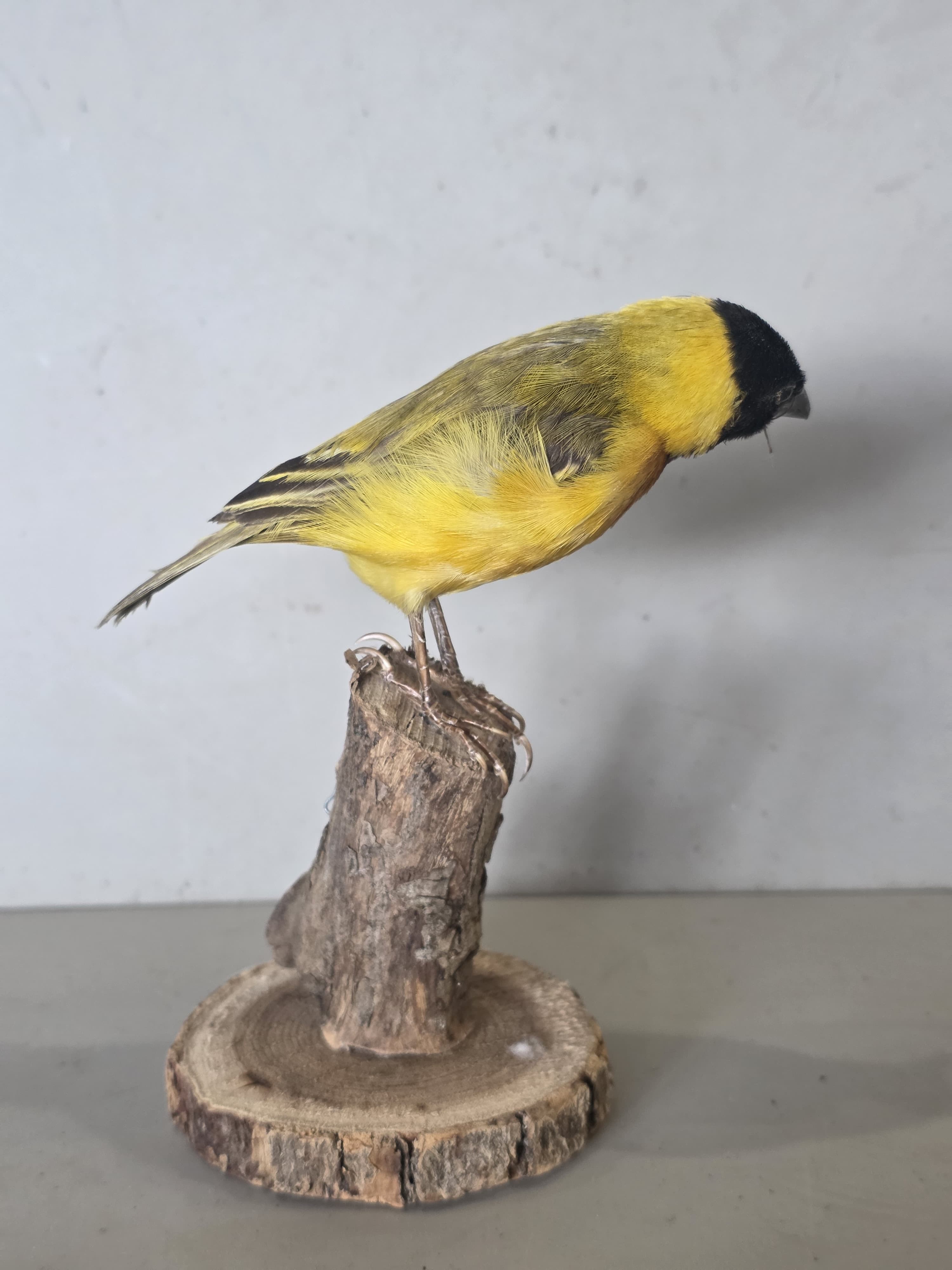 JTVIT4 - Black Headed Weaver Finch Taxidermy – Pen Raised